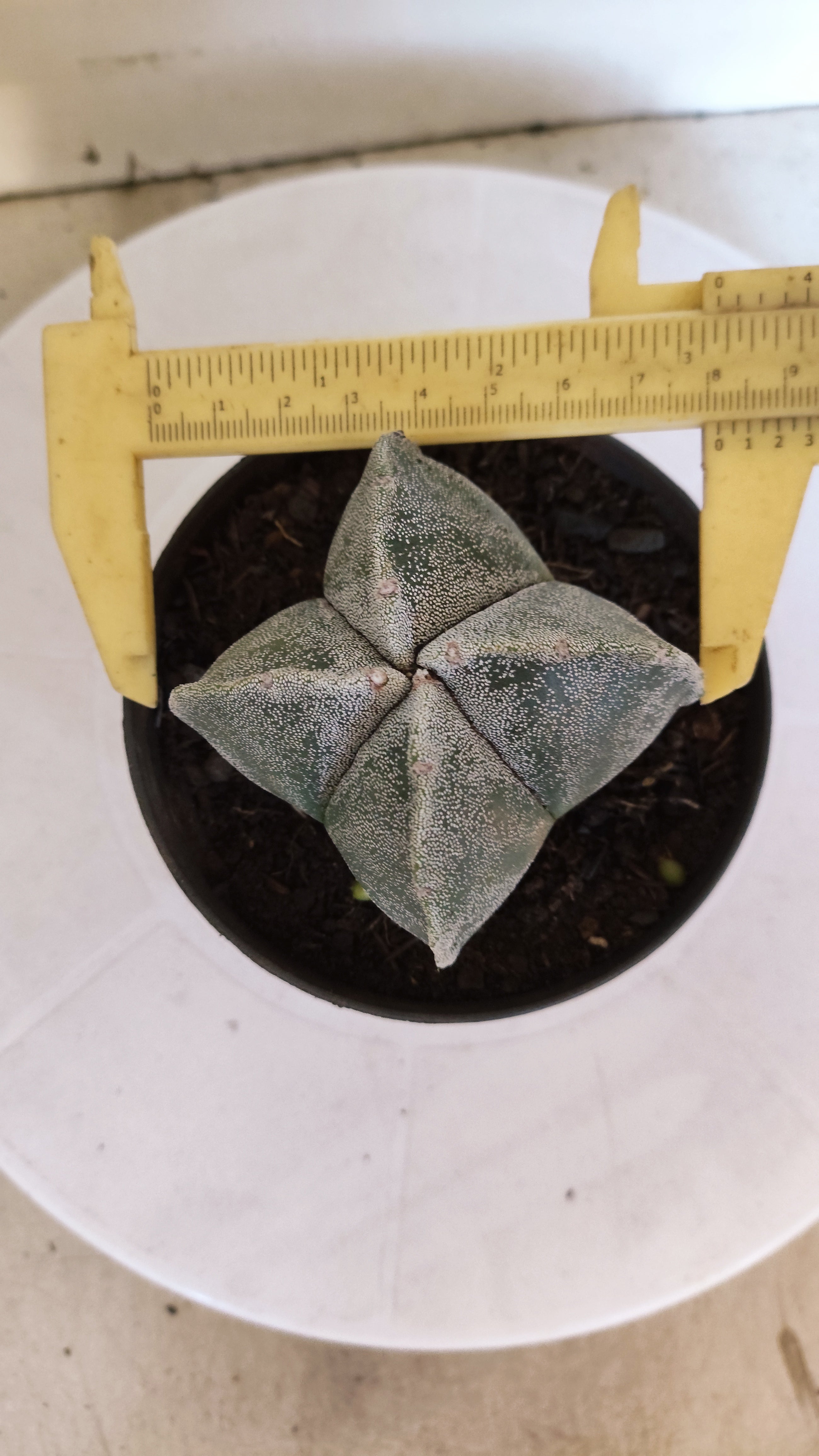MATRIZ ASTROPHYTUM Myriostigma "4 QUINAS"  Nº  1231 – vaso 11