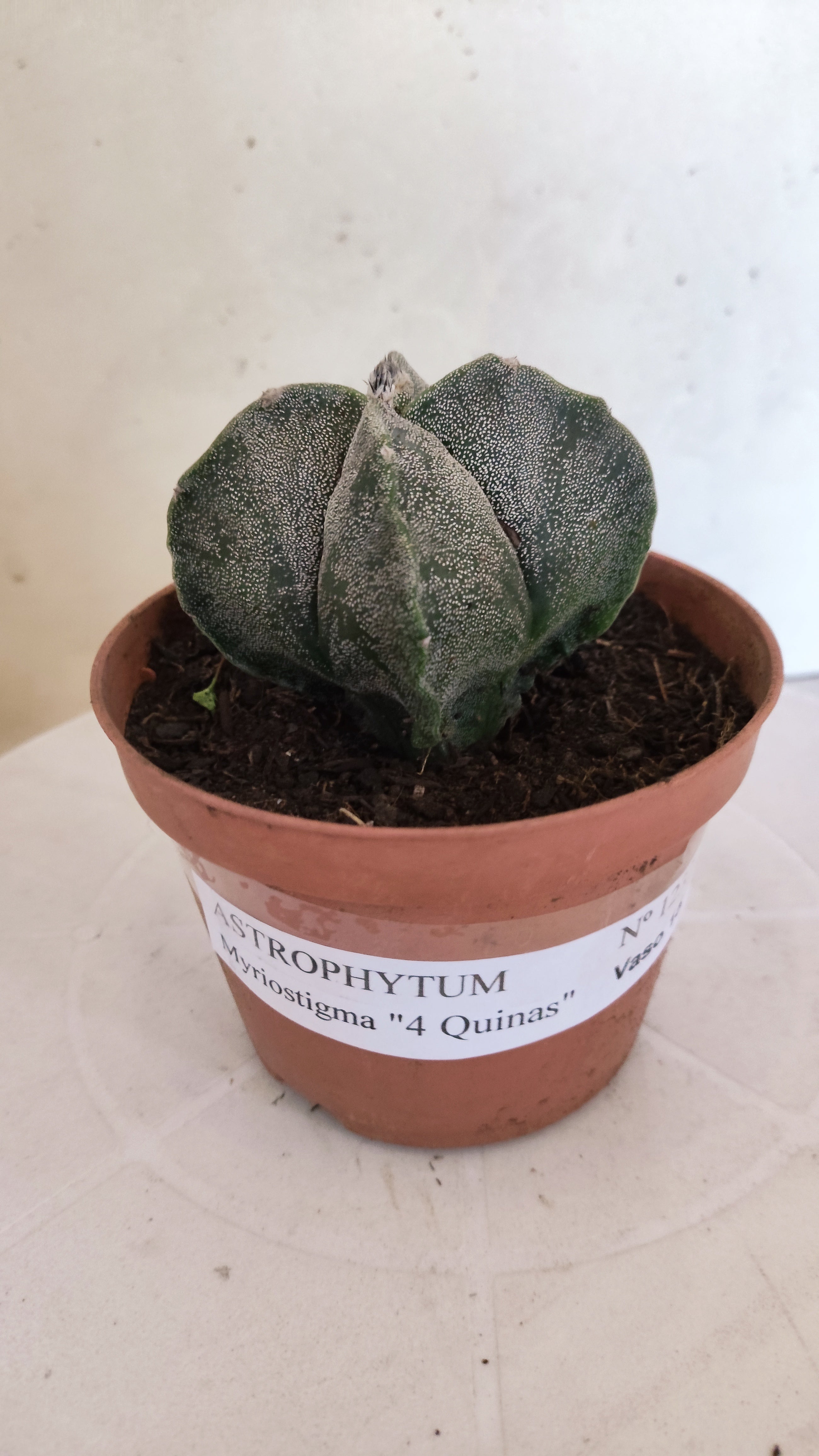 MATRIZ ASTROPHYTUM Myriostigma "4 QUINAS"  Nº  1232 – vaso 11
