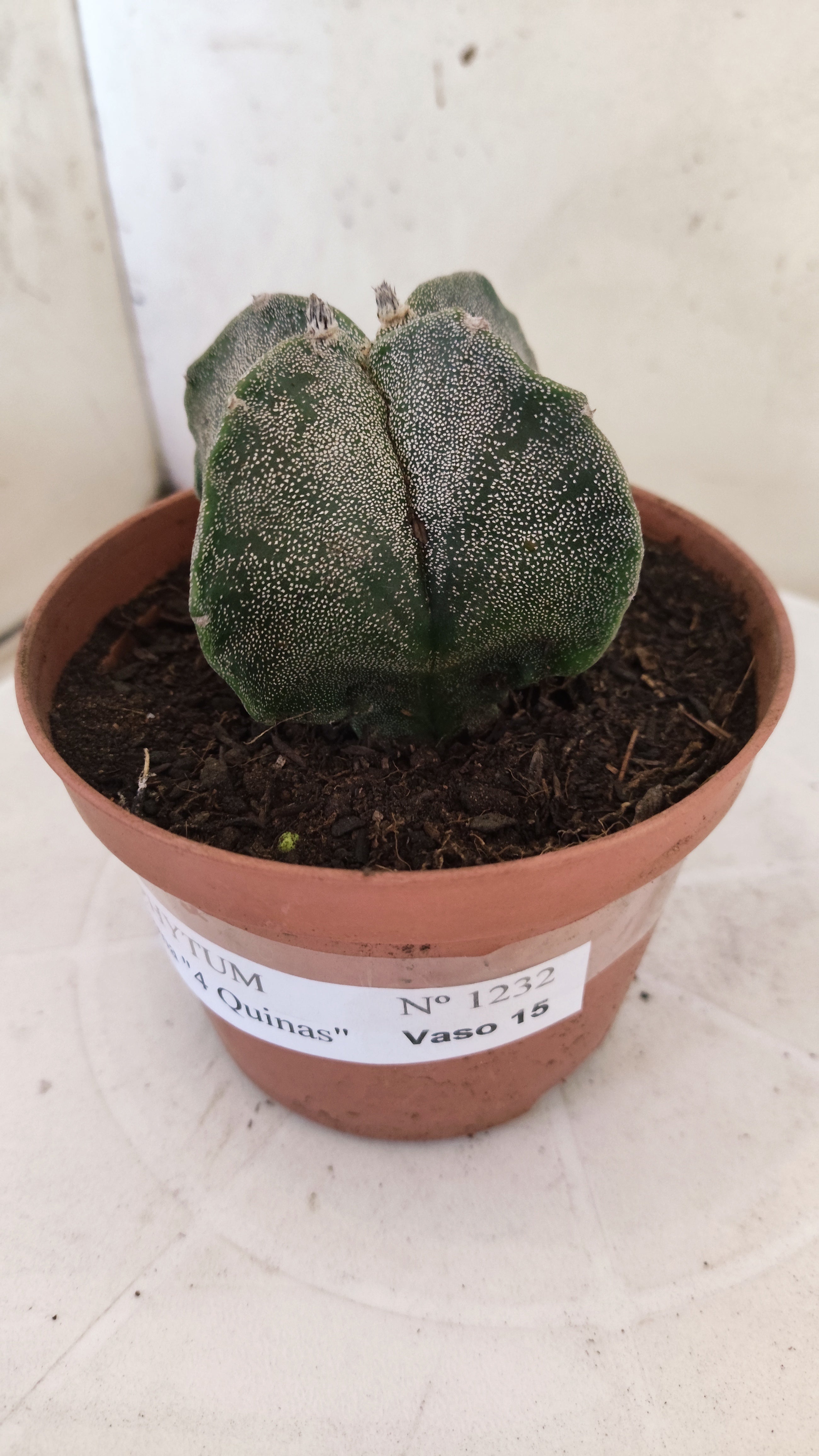MATRIZ ASTROPHYTUM Myriostigma "4 QUINAS"  Nº  1232 – vaso 11