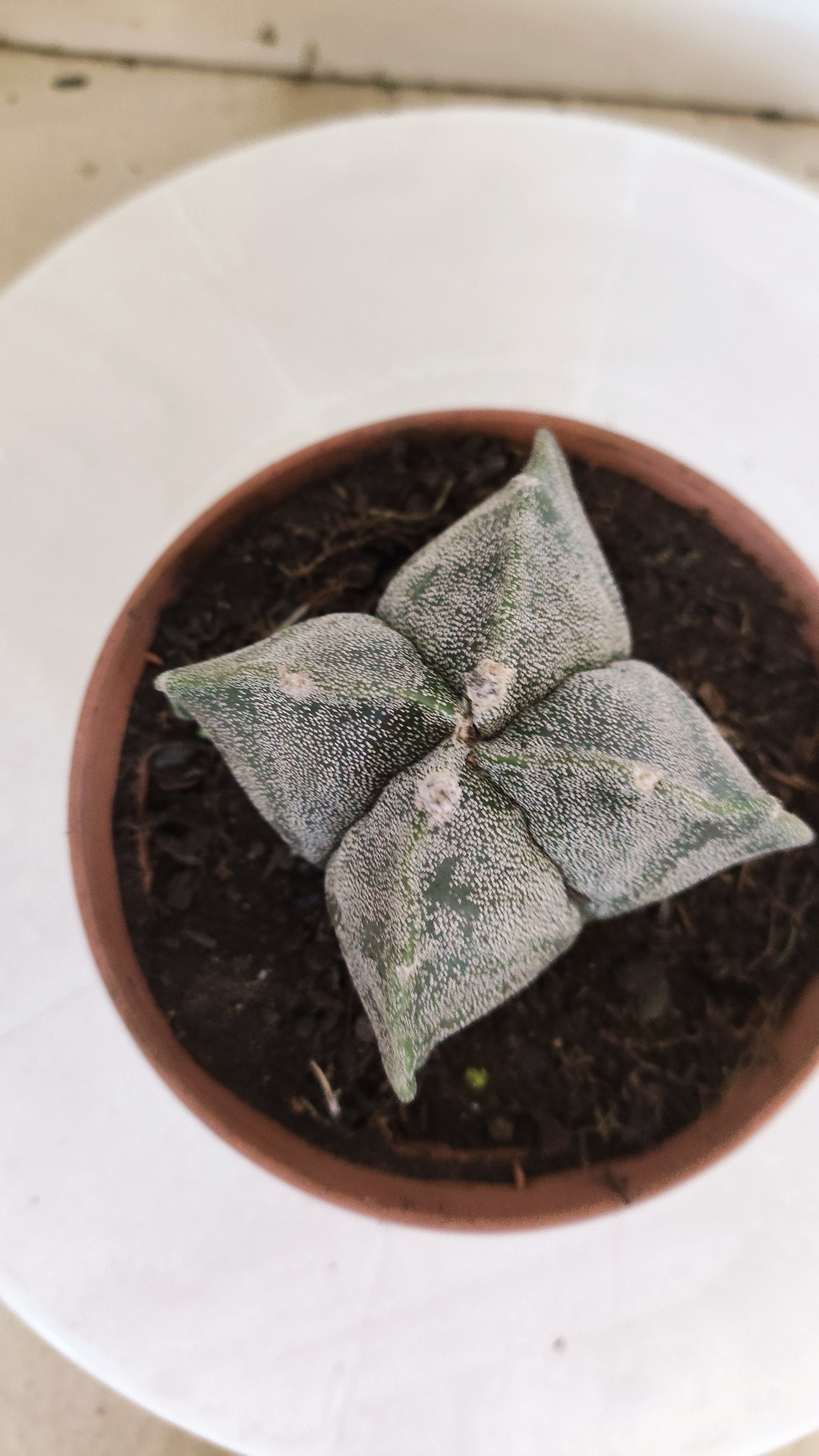 MATRIZ ASTROPHYTUM Myriostigma "4 QUINAS"  Nº  1232 – vaso 11