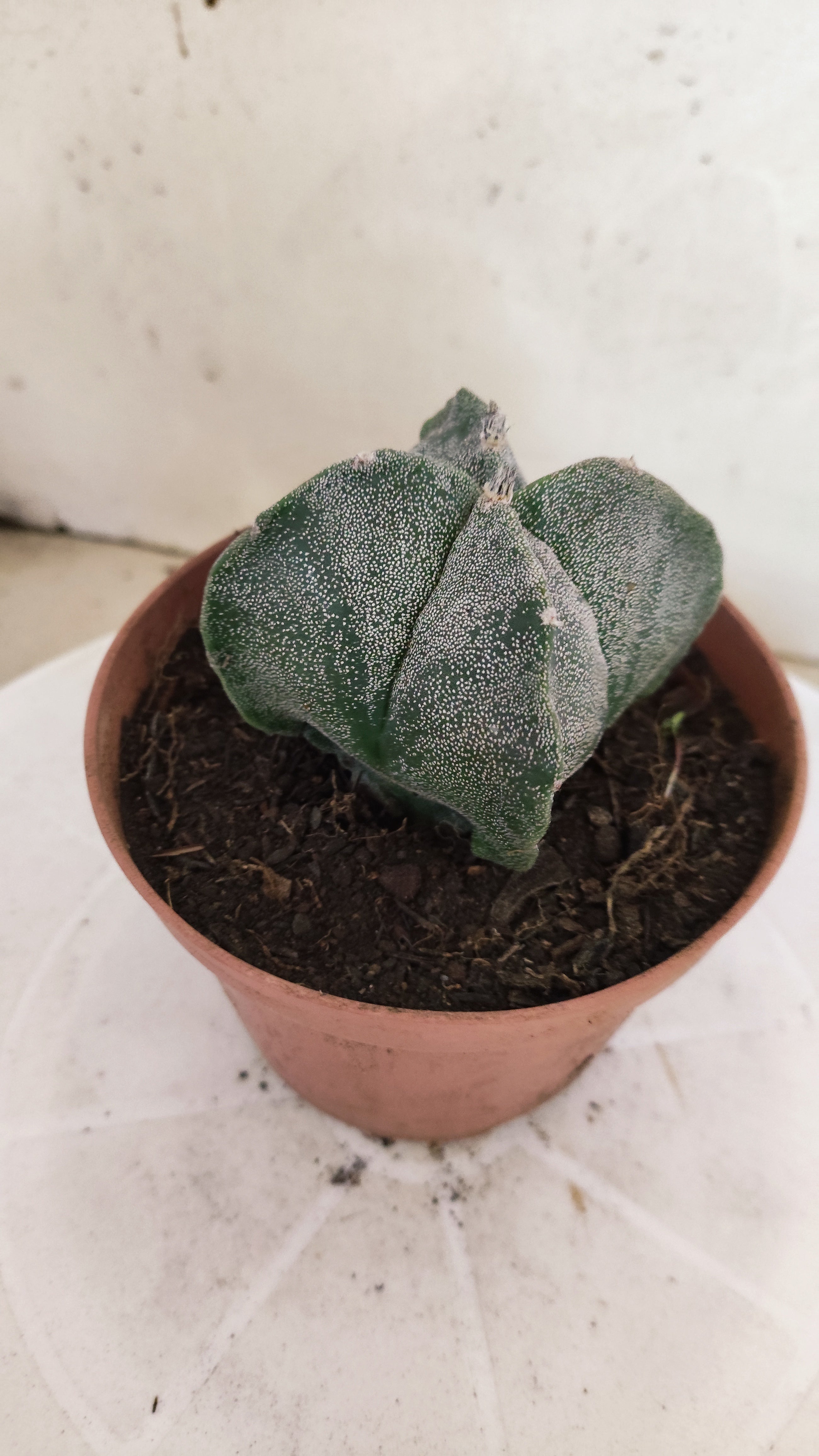 MATRIZ ASTROPHYTUM Myriostigma "4 QUINAS"  Nº  1232 – vaso 11