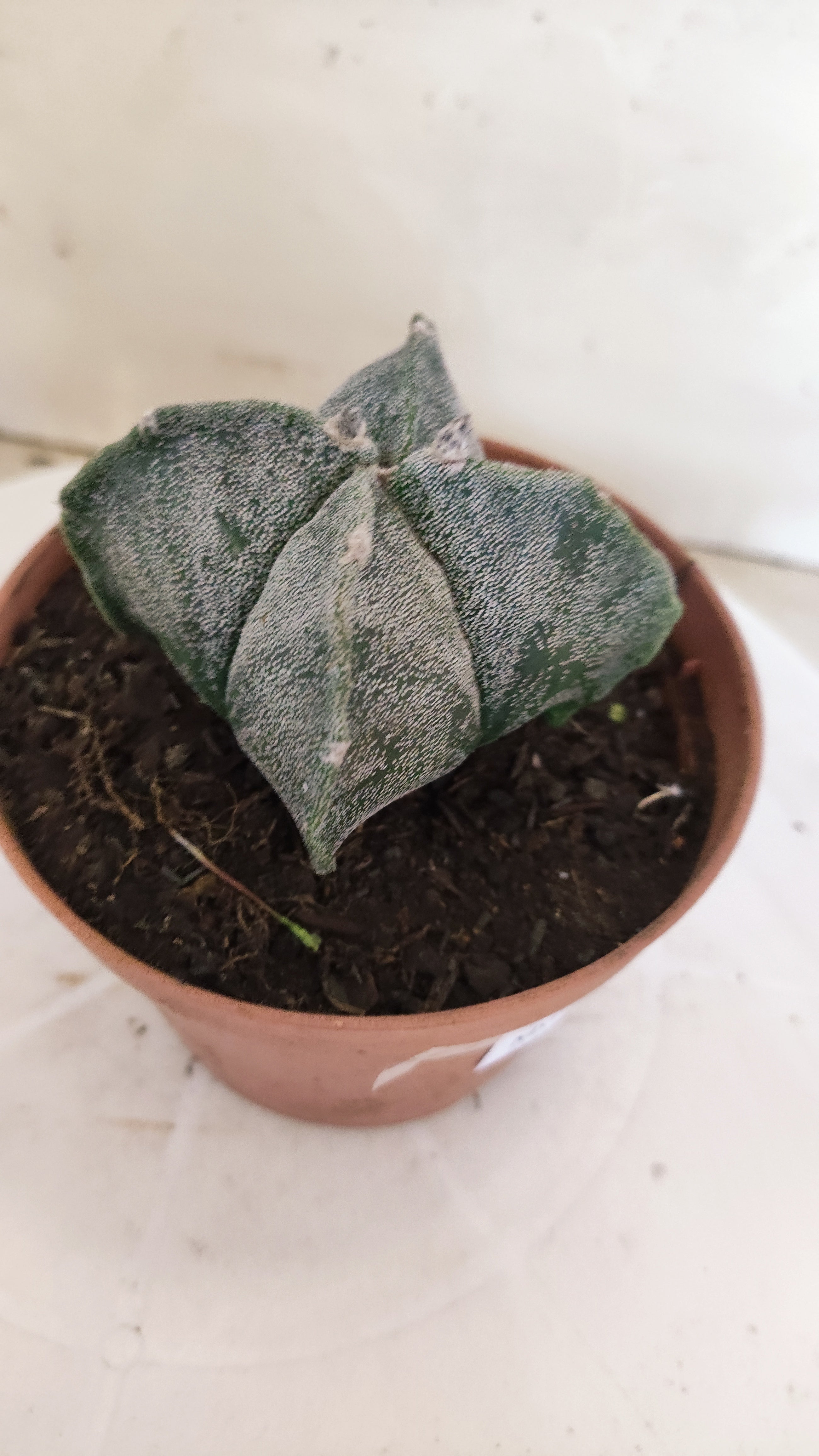 MATRIZ ASTROPHYTUM Myriostigma "4 QUINAS"  Nº  1232 – vaso 11