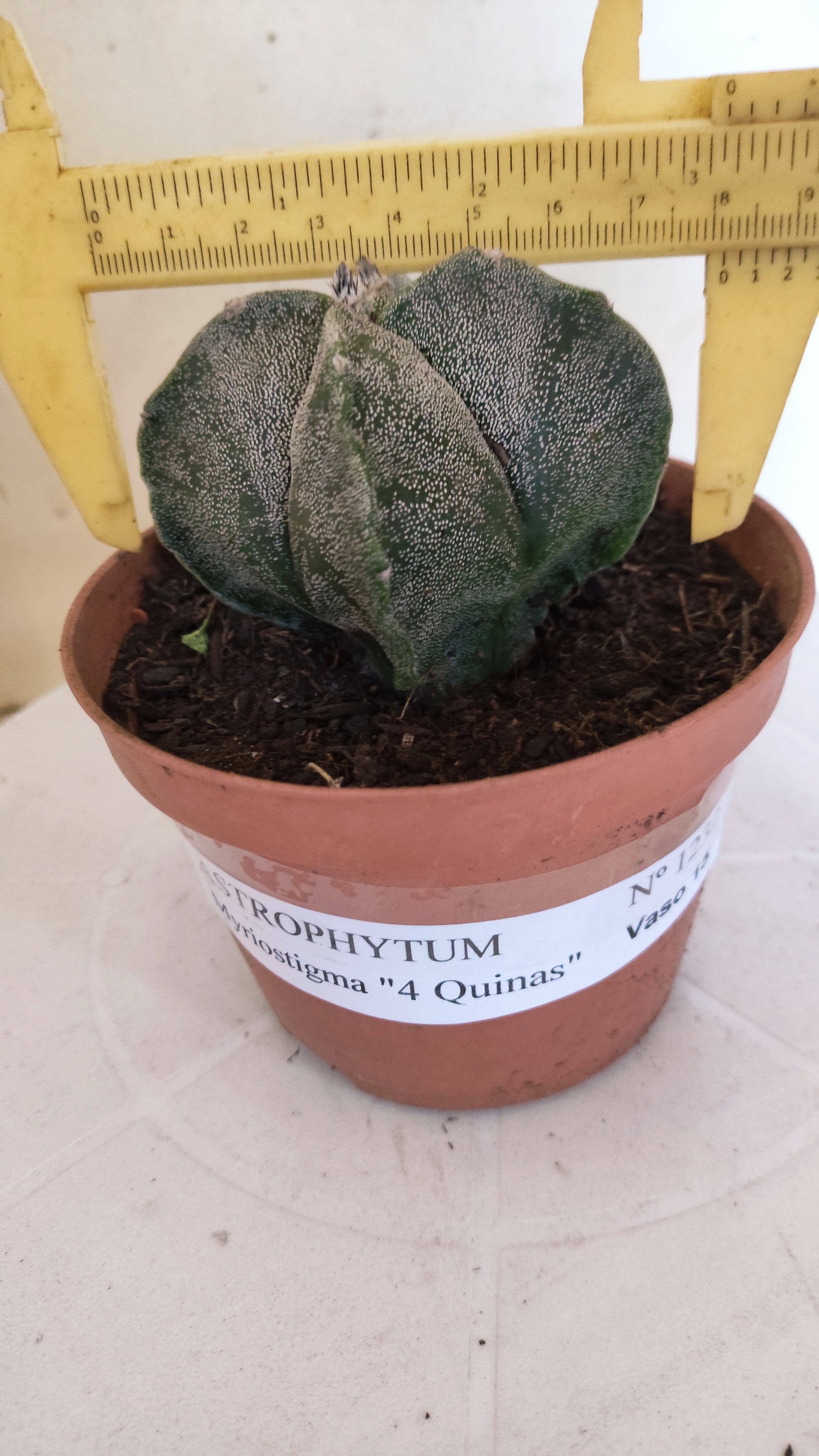 MATRIZ ASTROPHYTUM Myriostigma "4 QUINAS"  Nº  1232 – vaso 11
