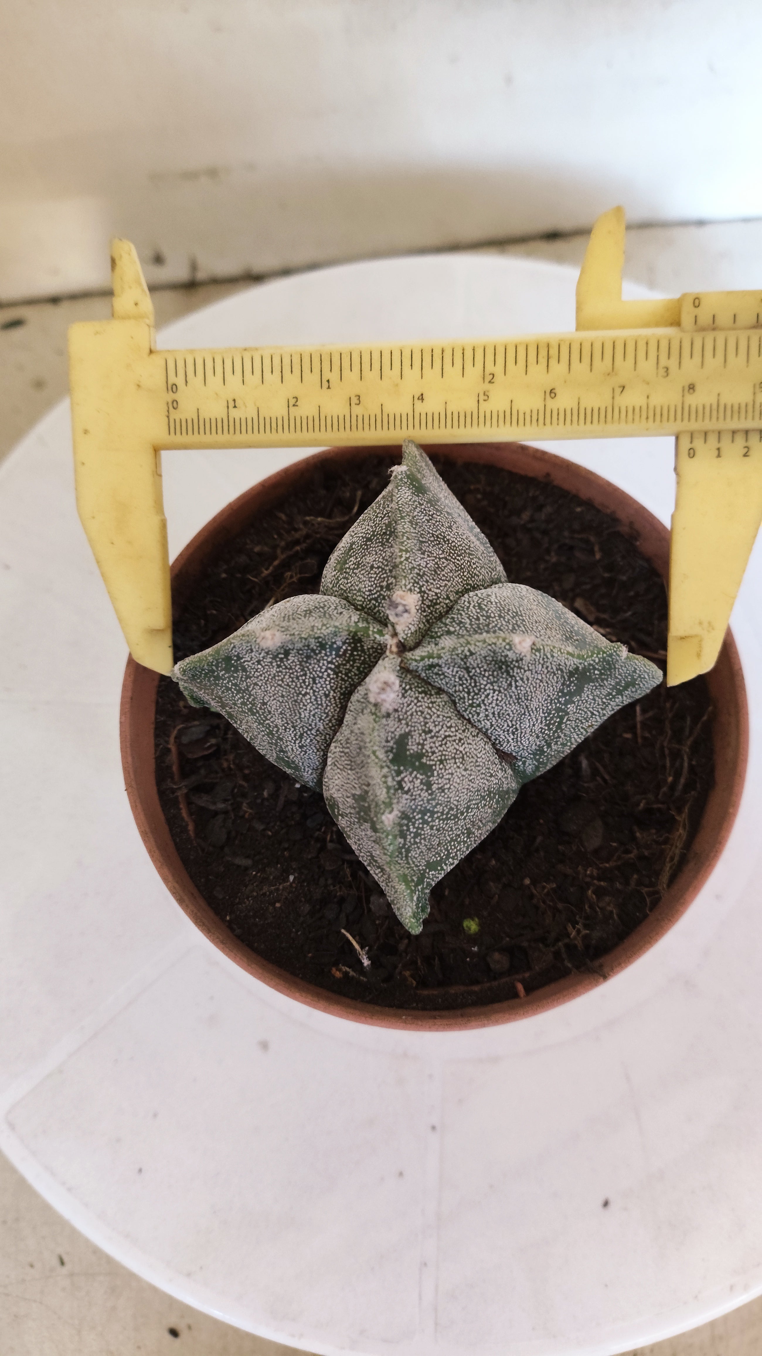 MATRIZ ASTROPHYTUM Myriostigma "4 QUINAS"  Nº  1232 – vaso 11