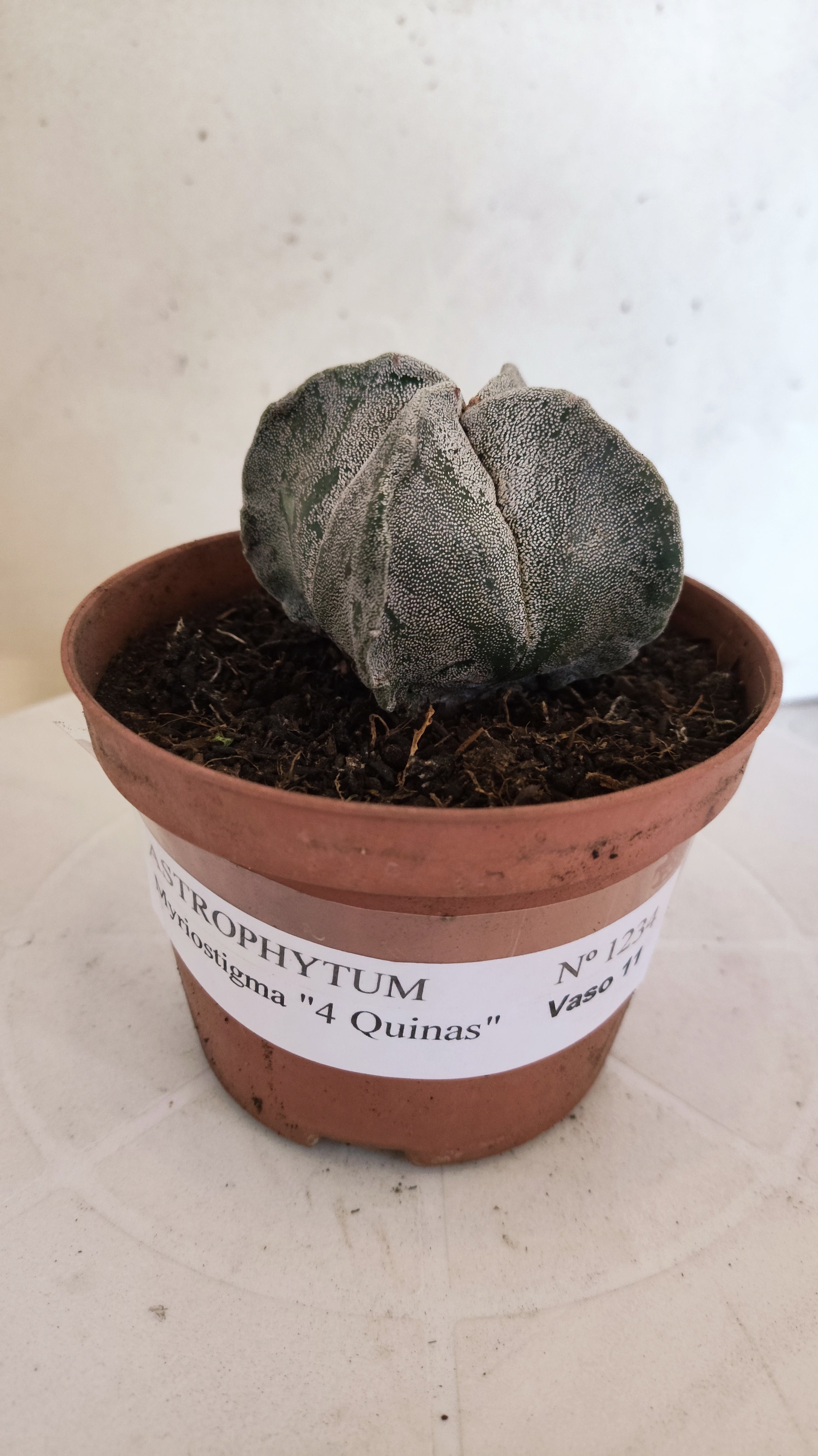 MATRIZ ASTROPHYTUM Myriostigma "4 QUINAS"  Nº  1234 – vaso 11