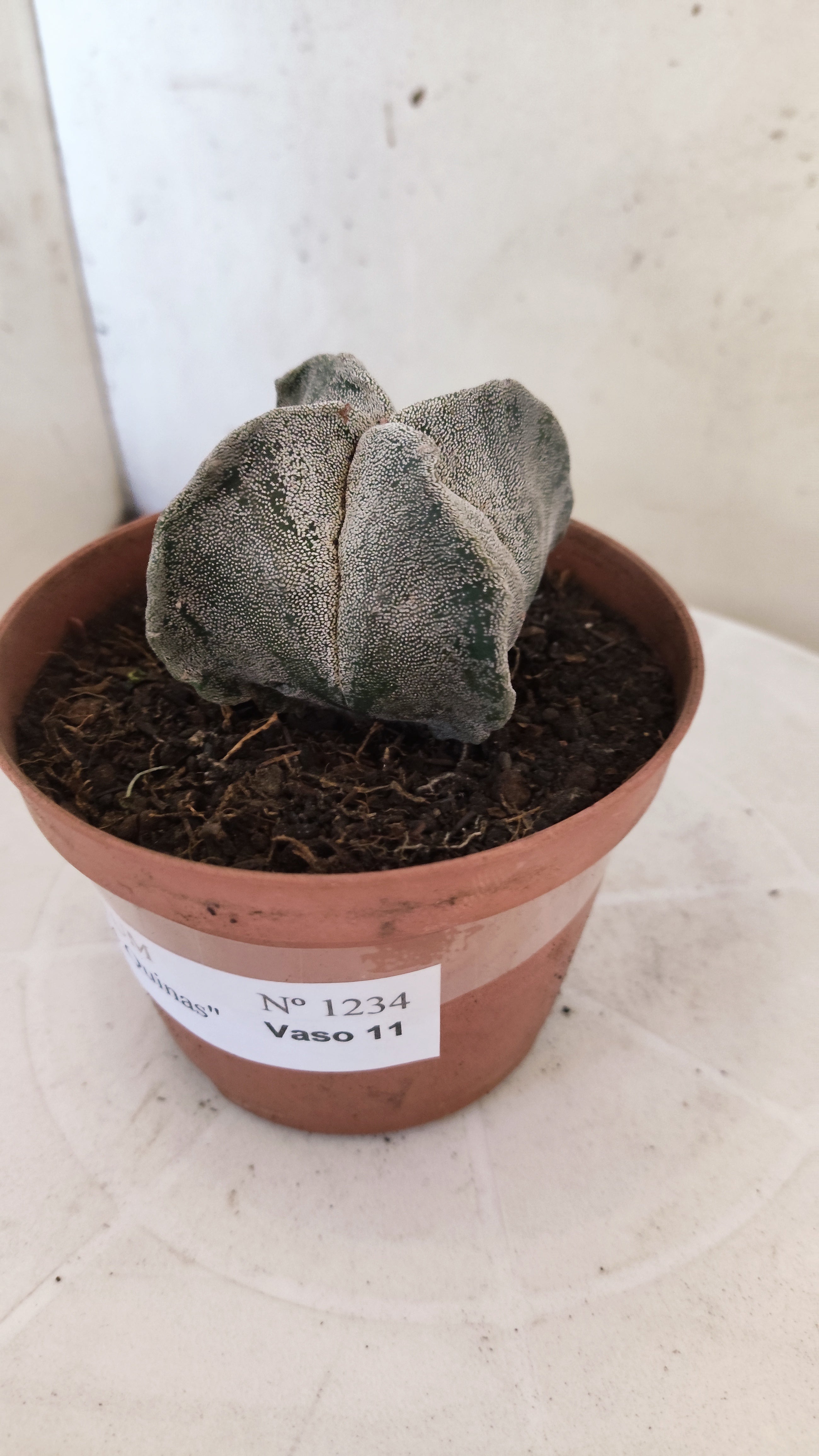 MATRIZ ASTROPHYTUM Myriostigma "4 QUINAS"  Nº  1234 – vaso 11