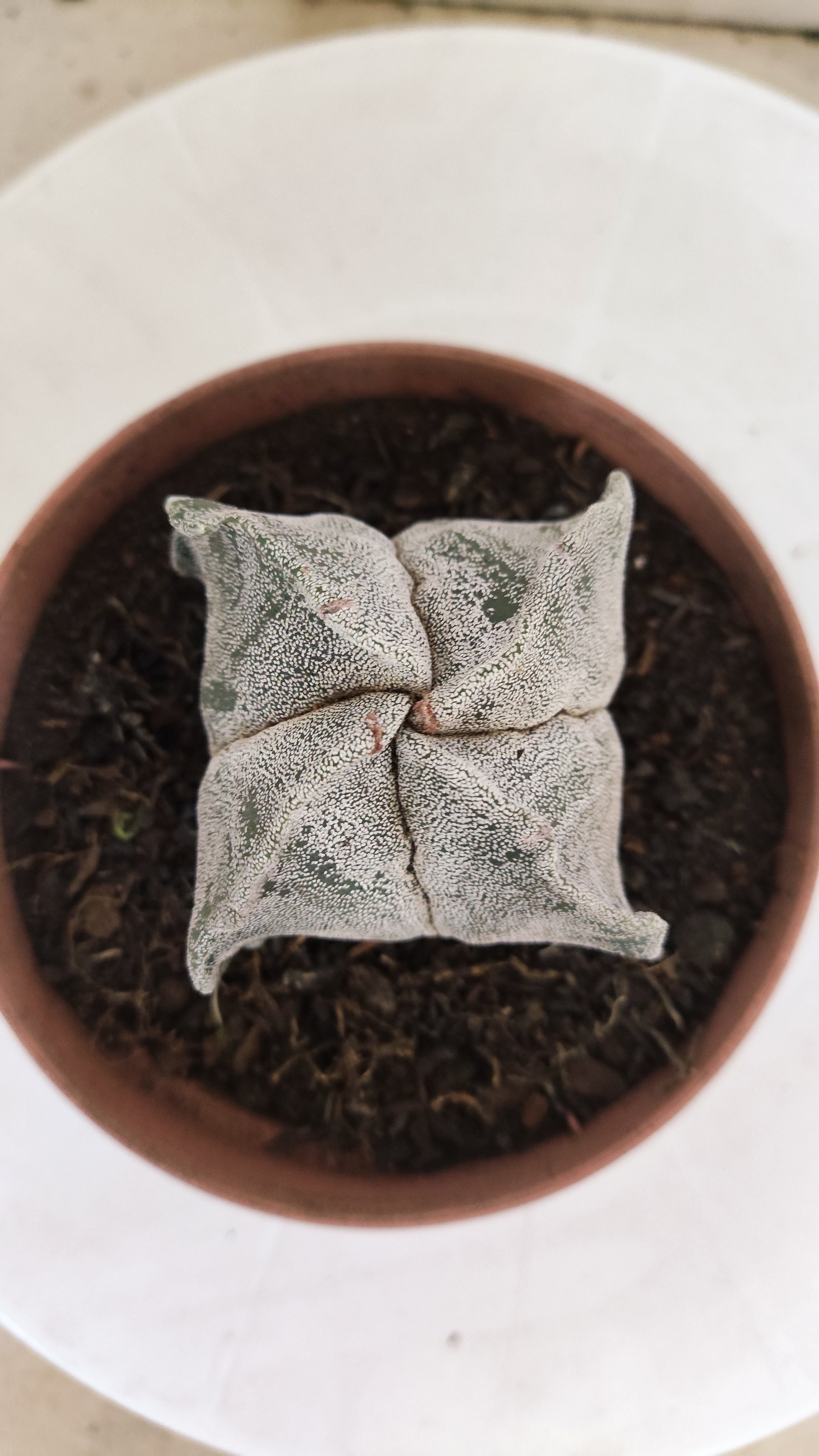 MATRIZ ASTROPHYTUM Myriostigma "4 QUINAS"  Nº  1234 – vaso 11