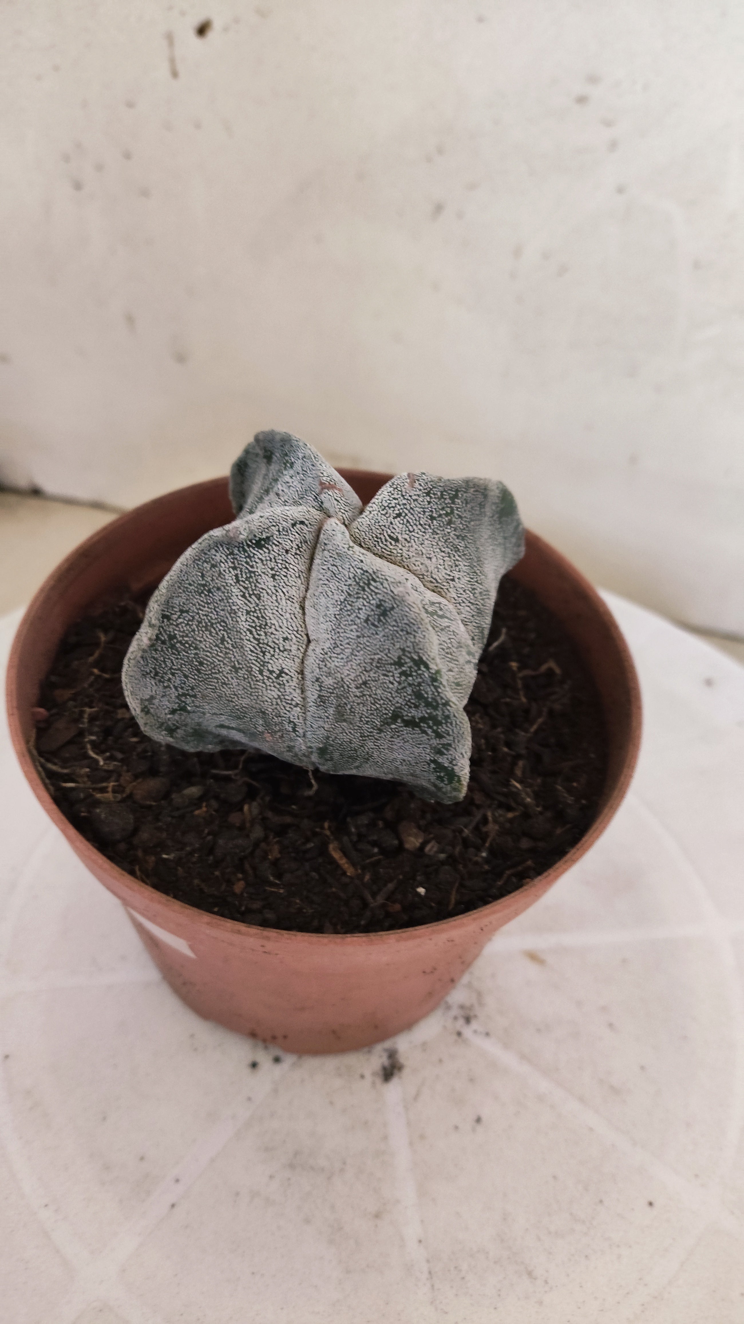 MATRIZ ASTROPHYTUM Myriostigma "4 QUINAS"  Nº  1234 – vaso 11