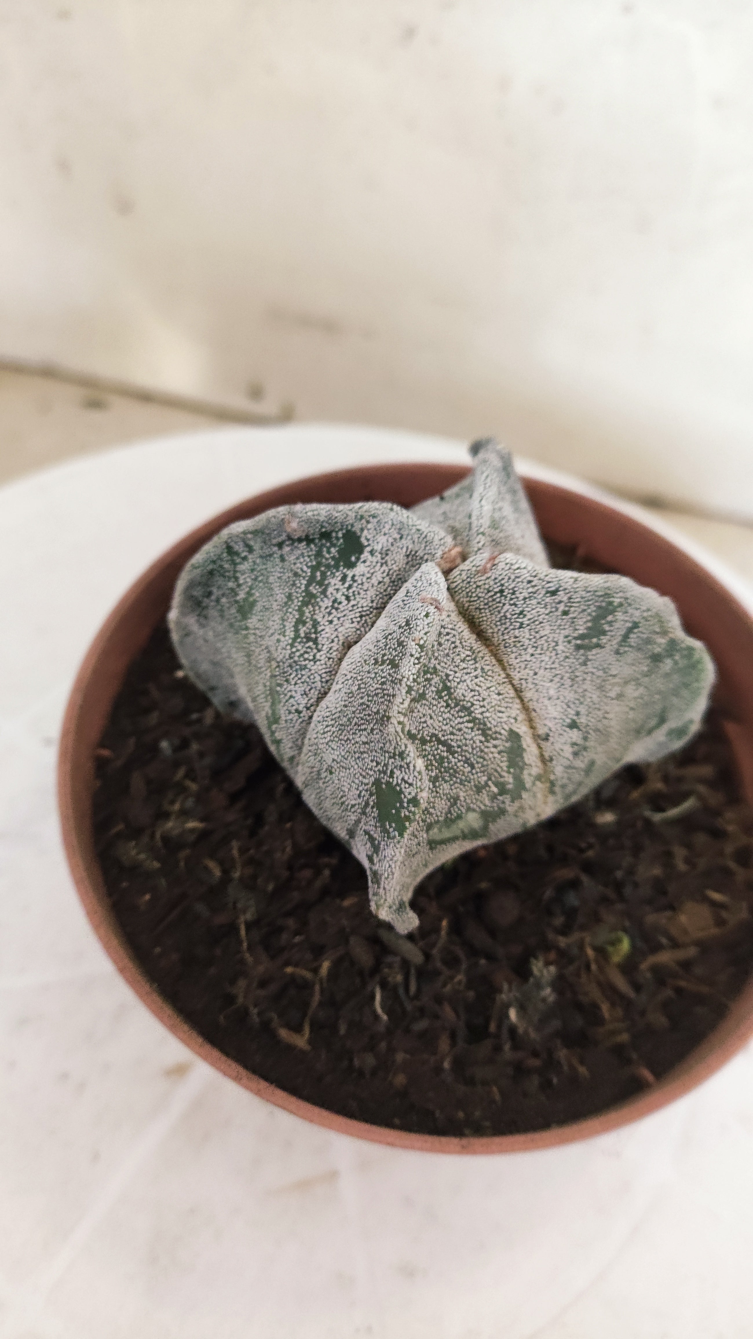 MATRIZ ASTROPHYTUM Myriostigma "4 QUINAS"  Nº  1234 – vaso 11