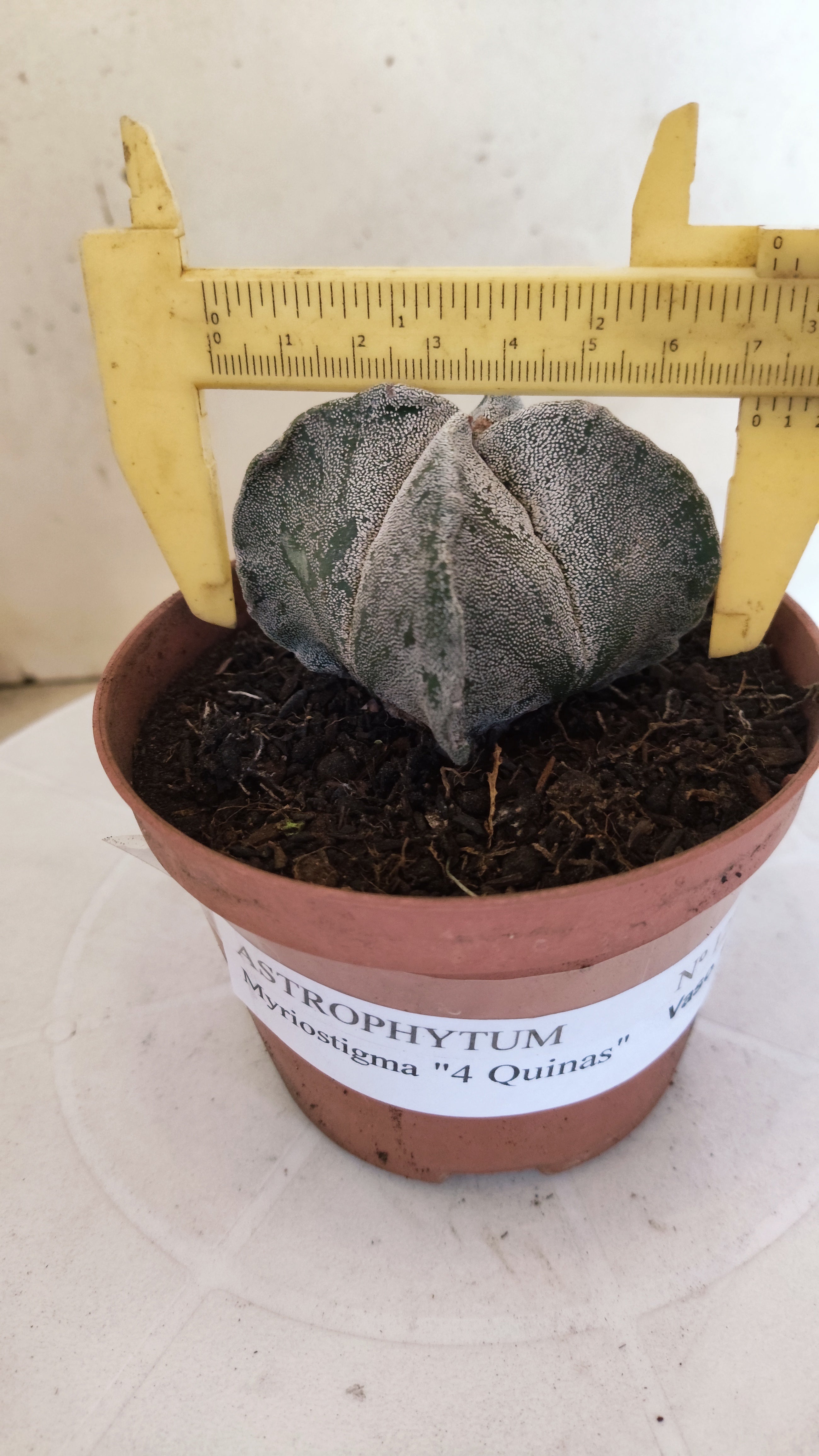 MATRIZ ASTROPHYTUM Myriostigma "4 QUINAS"  Nº  1234 – vaso 11