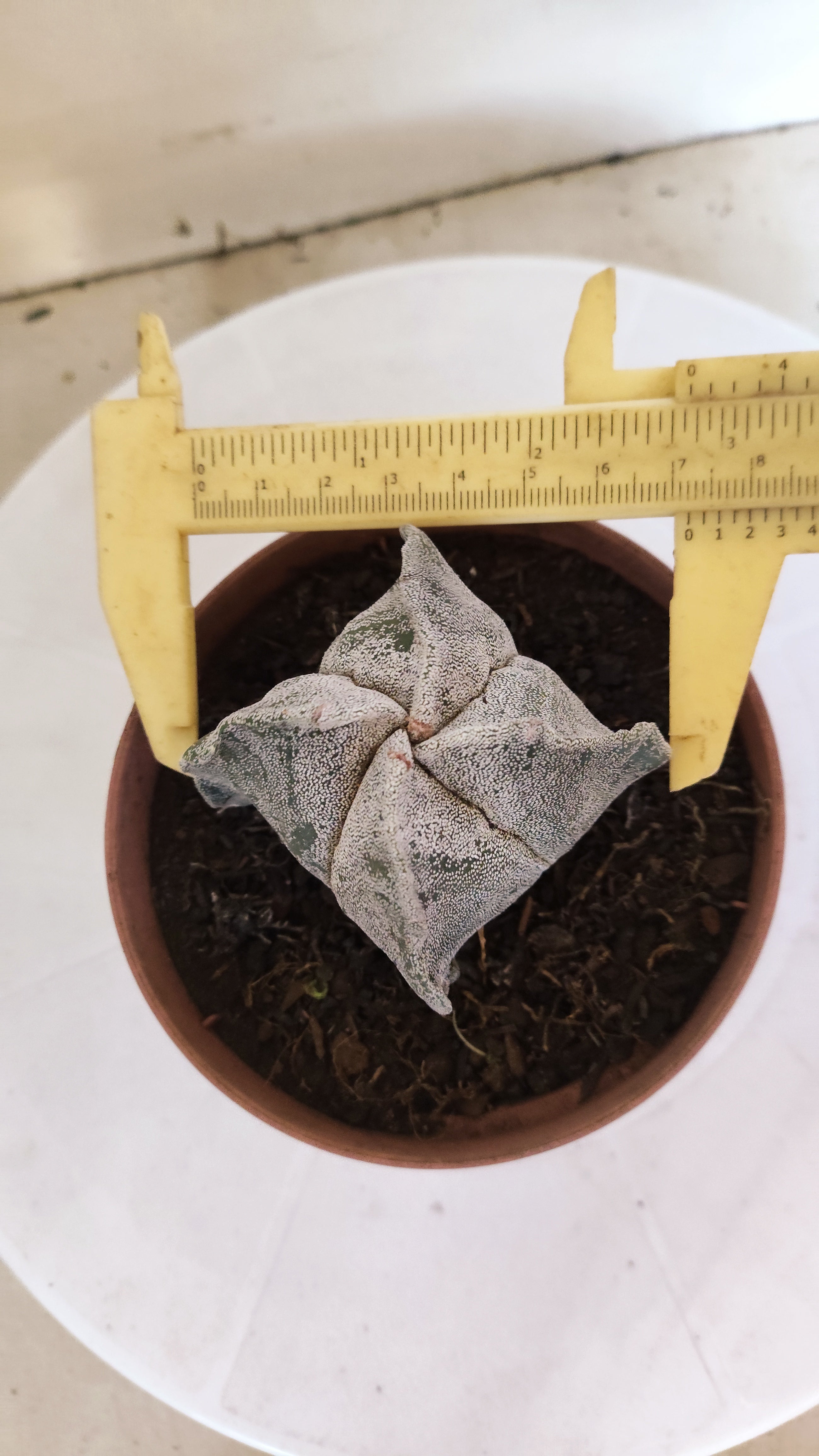 MATRIZ ASTROPHYTUM Myriostigma "4 QUINAS"  Nº  1234 – vaso 11