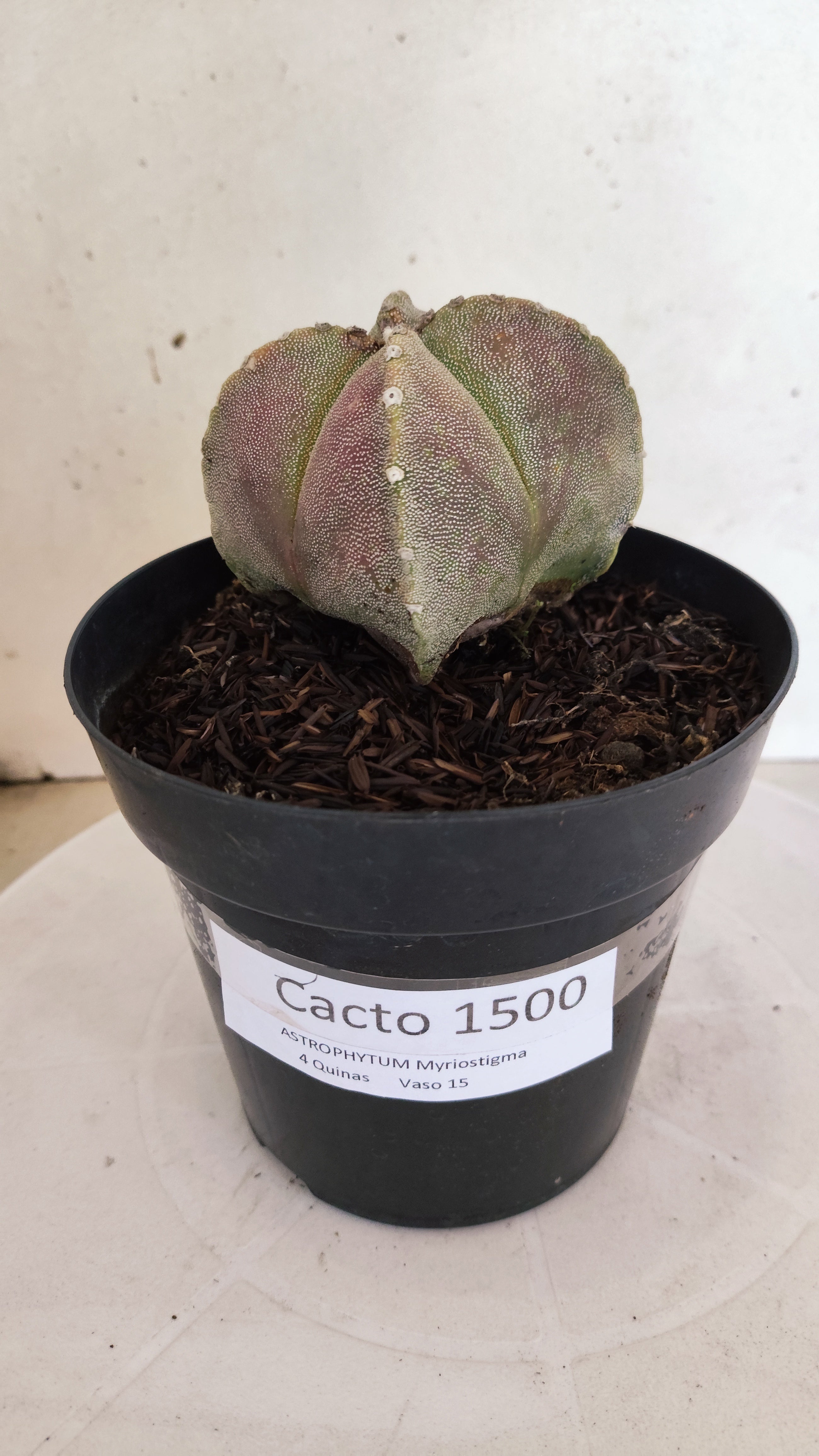 MATRIZ ASTROPHYTUM Myriostigma "4 QUINAS"  Nº  1500 – vaso 15