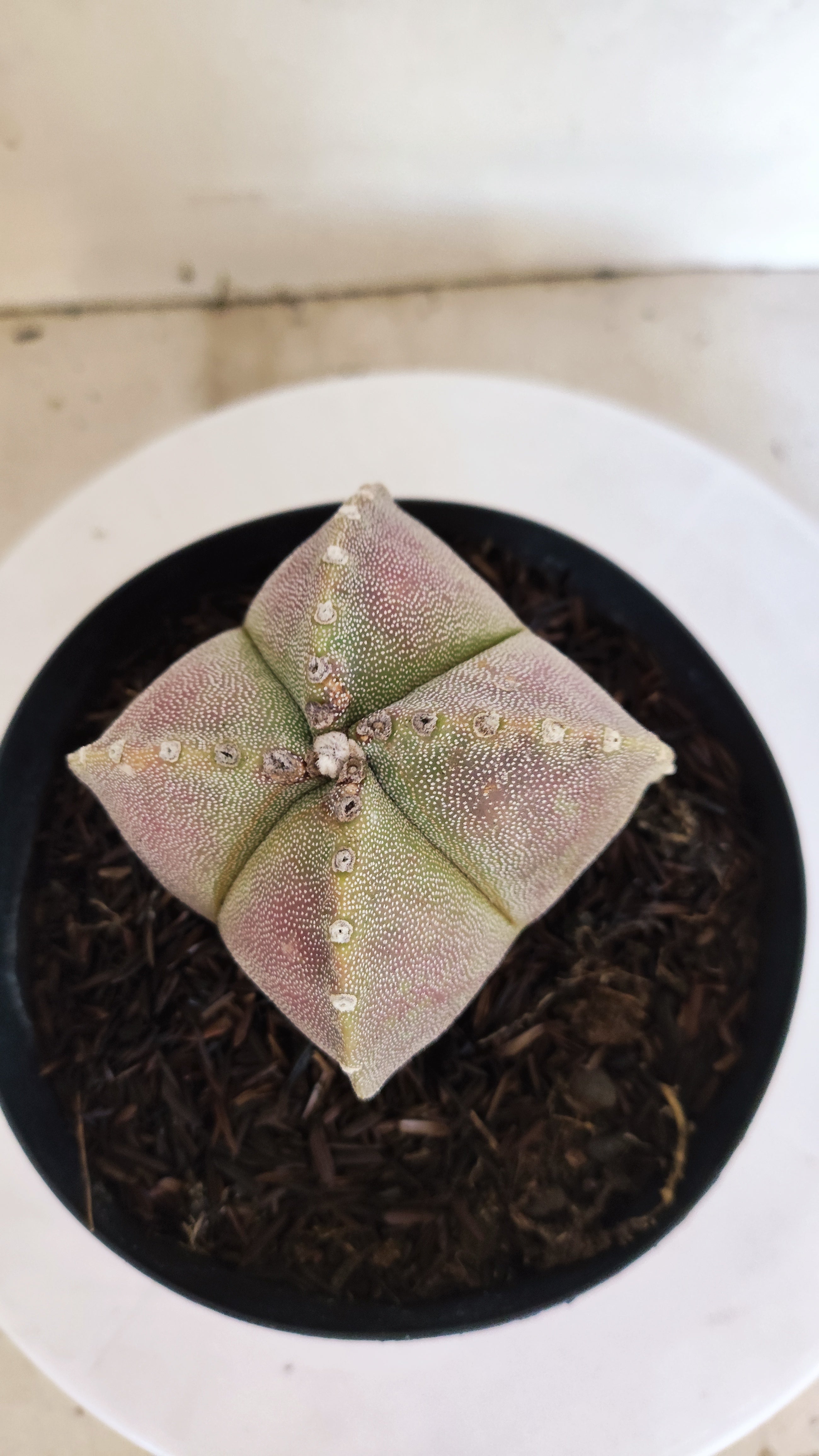 MATRIZ ASTROPHYTUM Myriostigma "4 QUINAS"  Nº  1500 – vaso 15