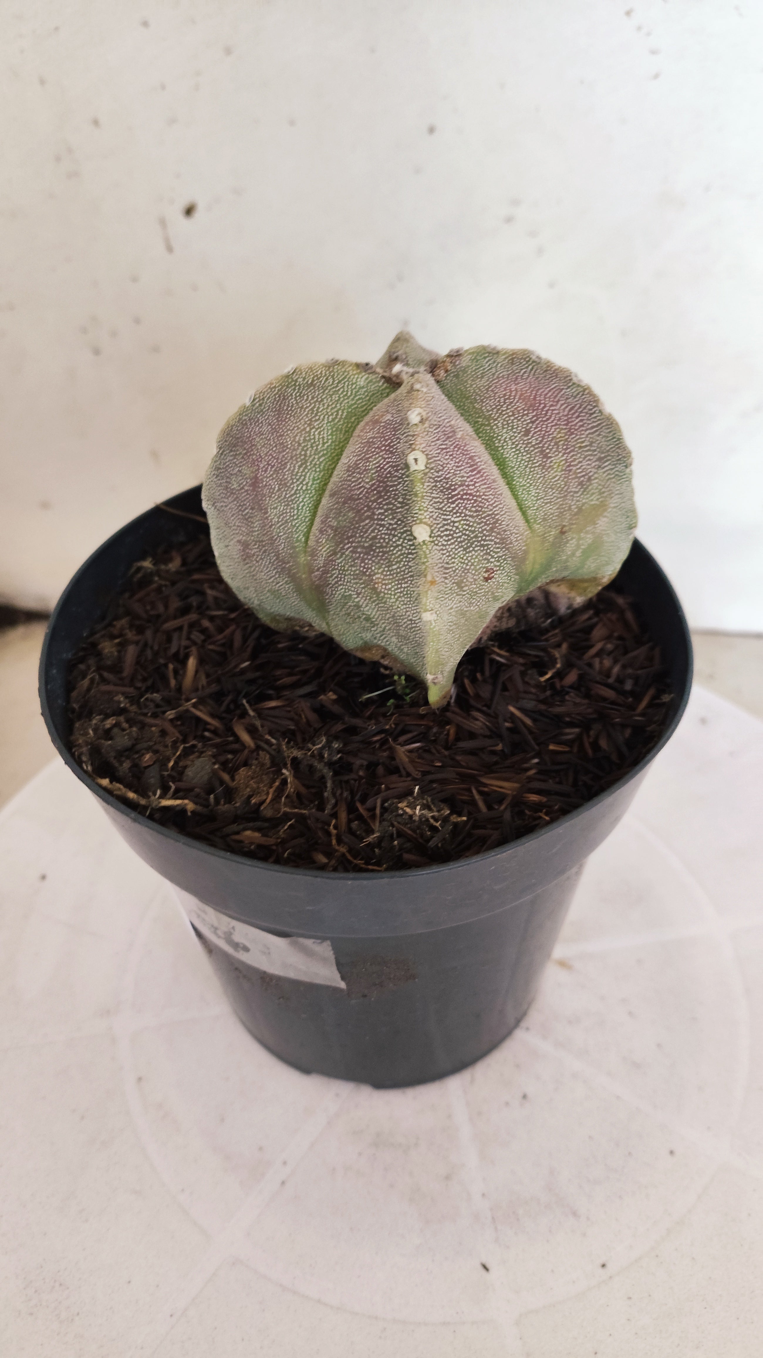MATRIZ ASTROPHYTUM Myriostigma "4 QUINAS"  Nº  1500 – vaso 15