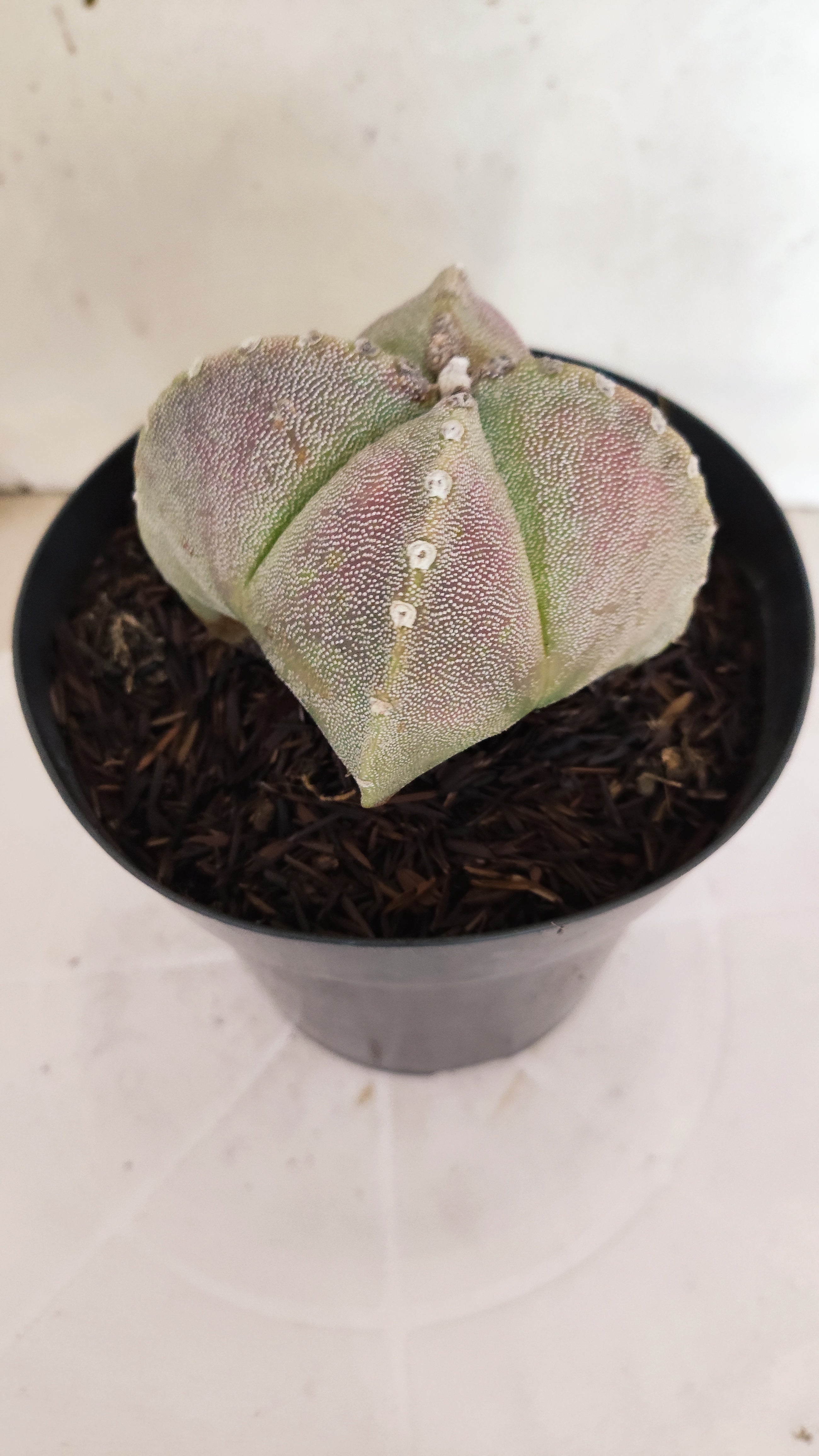 MATRIZ ASTROPHYTUM Myriostigma "4 QUINAS"  Nº  1500 – vaso 15