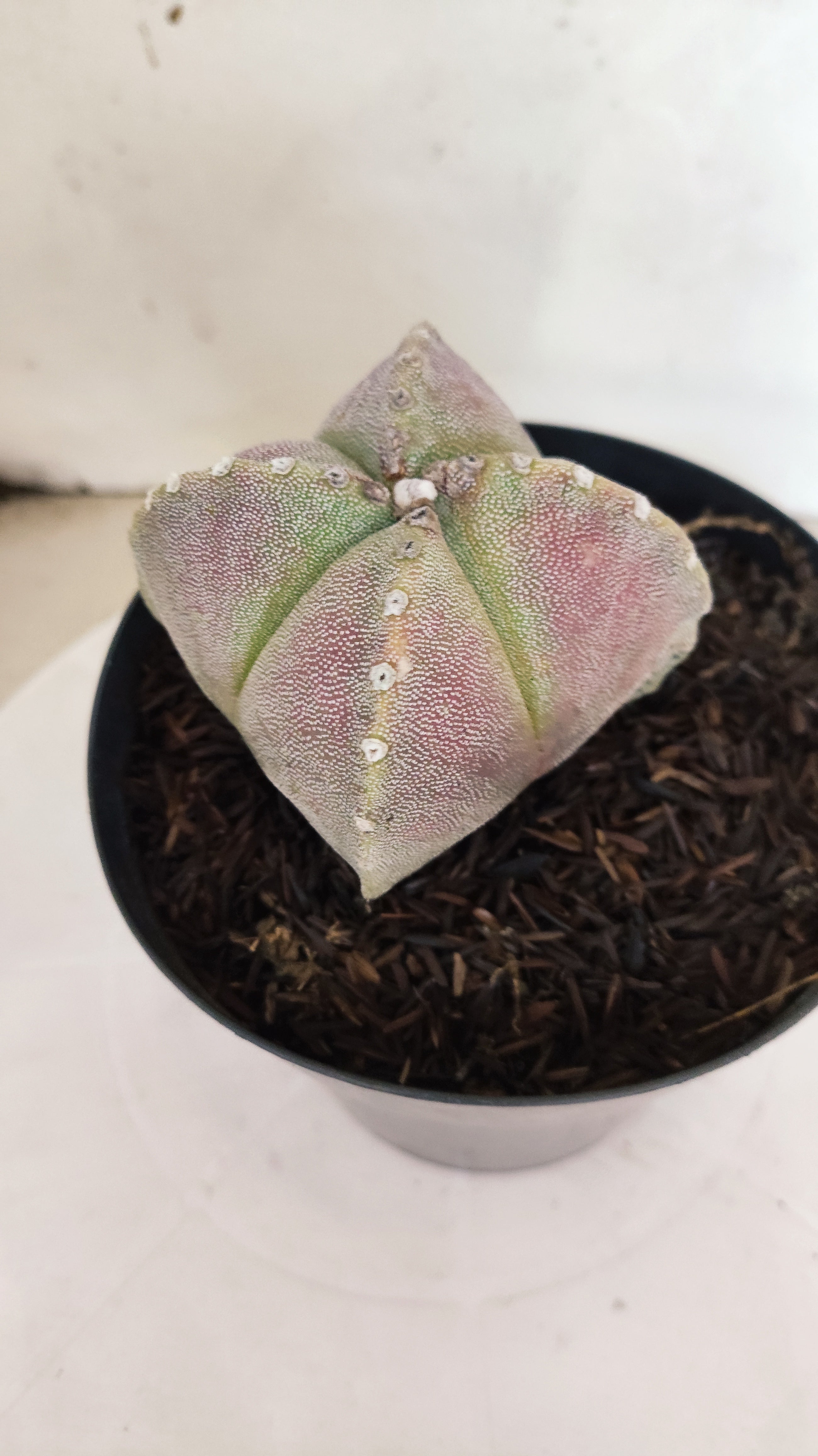 MATRIZ ASTROPHYTUM Myriostigma "4 QUINAS"  Nº  1500 – vaso 15