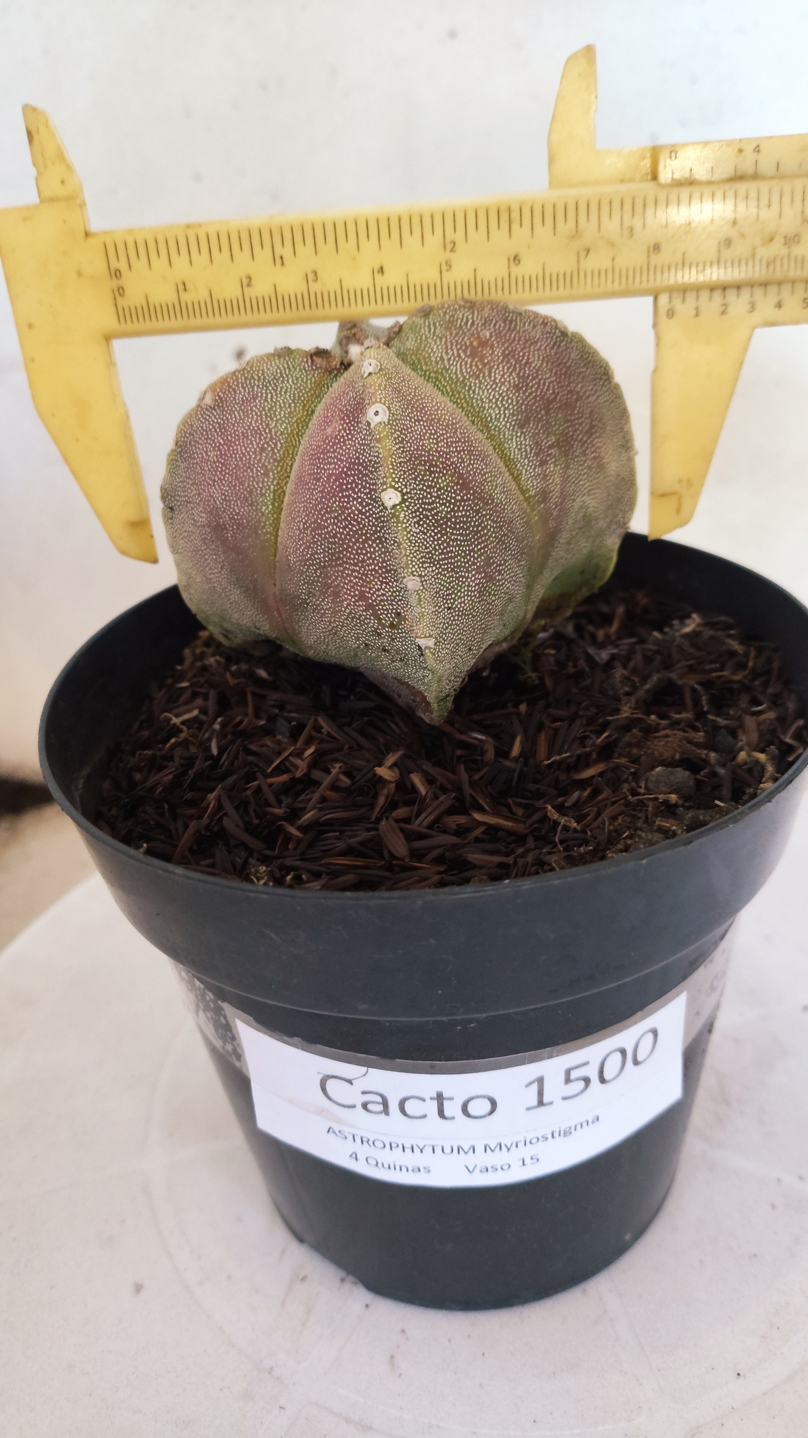 MATRIZ ASTROPHYTUM Myriostigma "4 QUINAS"  Nº  1500 – vaso 15