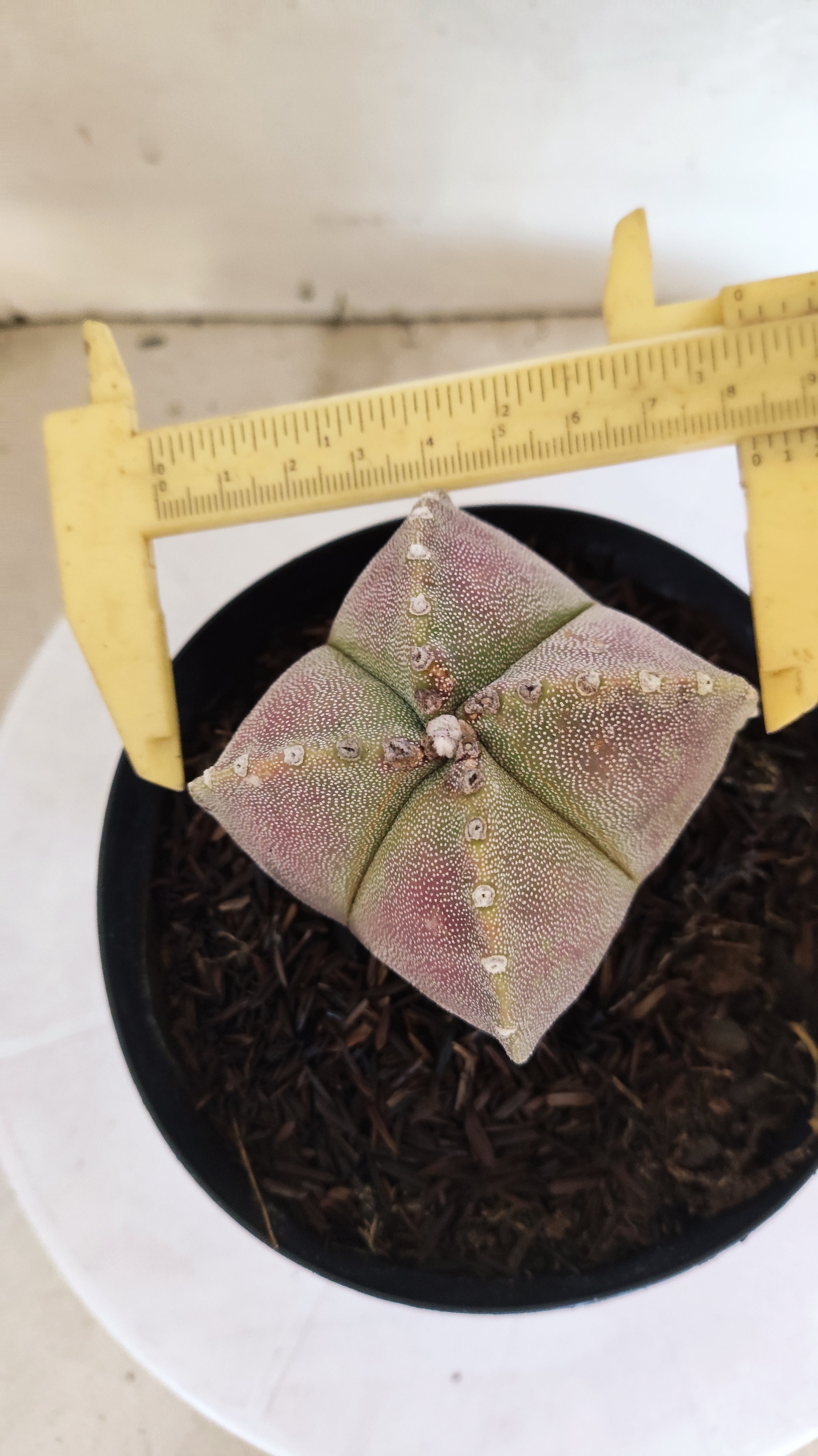 MATRIZ ASTROPHYTUM Myriostigma "4 QUINAS"  Nº  1500 – vaso 15