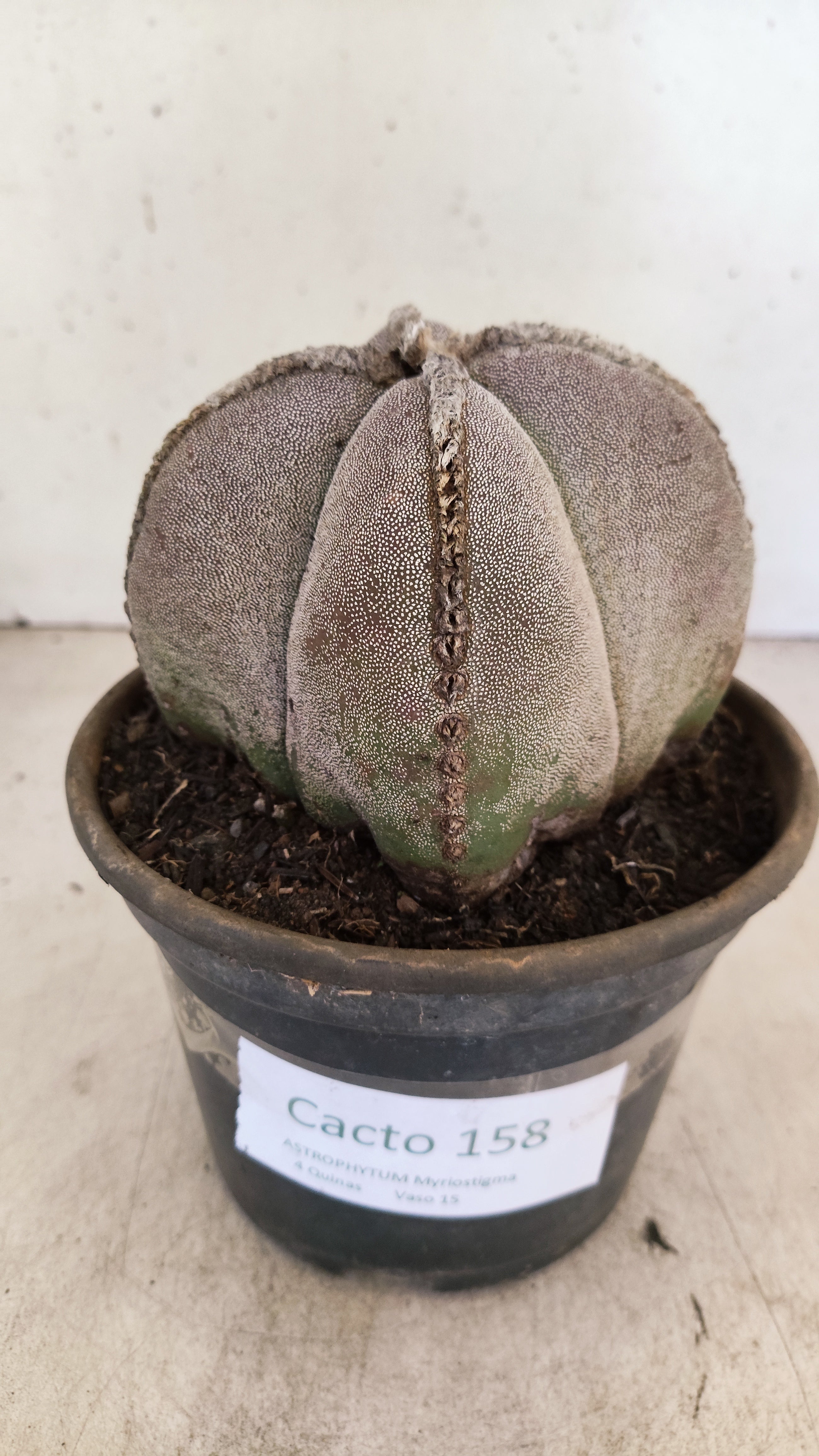 ASTROPHYTUM MYRIOSTIGMA "4 QUINAS" Nº 158 – vaso 15