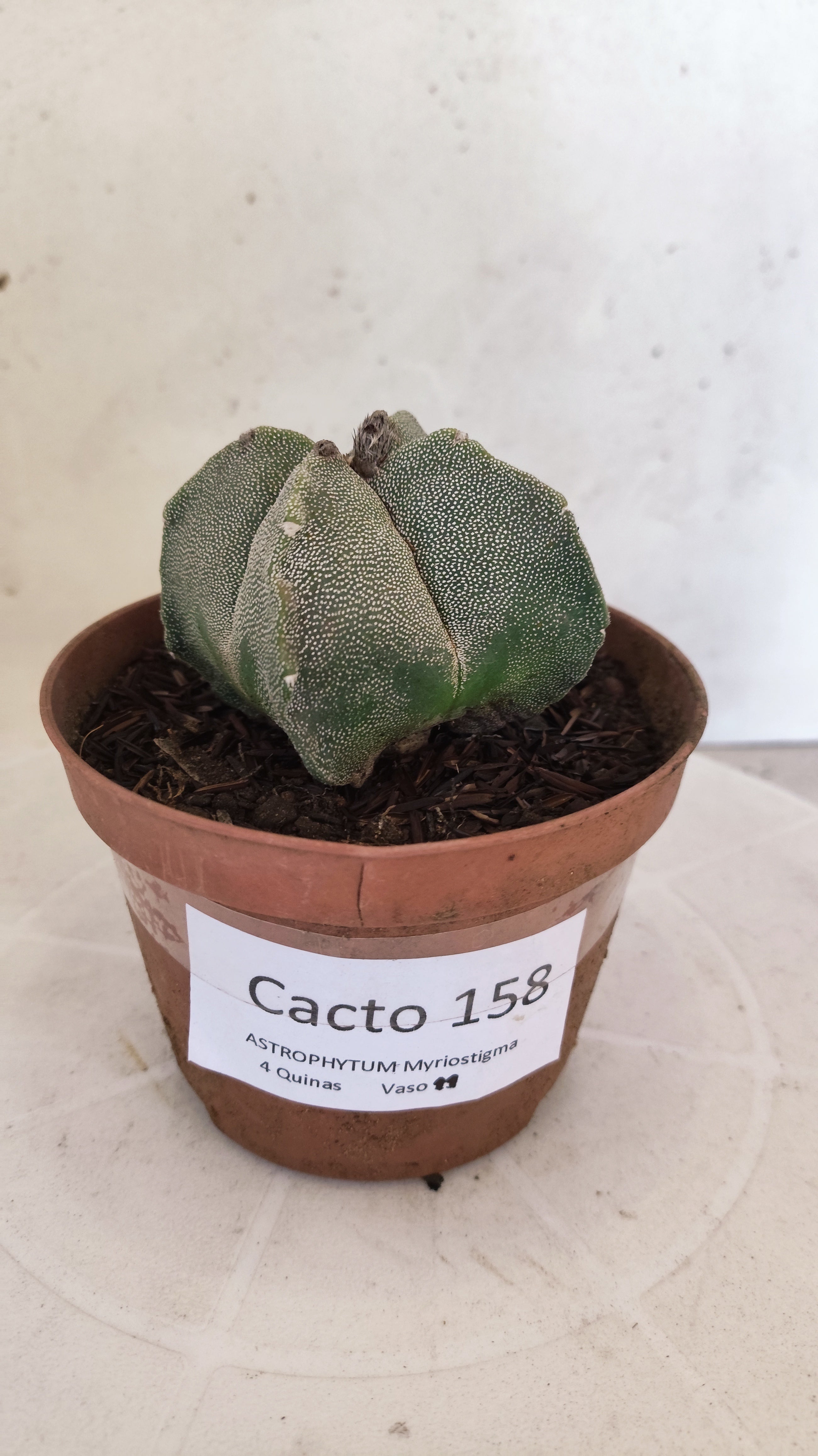 MATRIZ ASTROPHYTUM Myriostigma "4 QUINAS"  Nº 158 – vaso 11