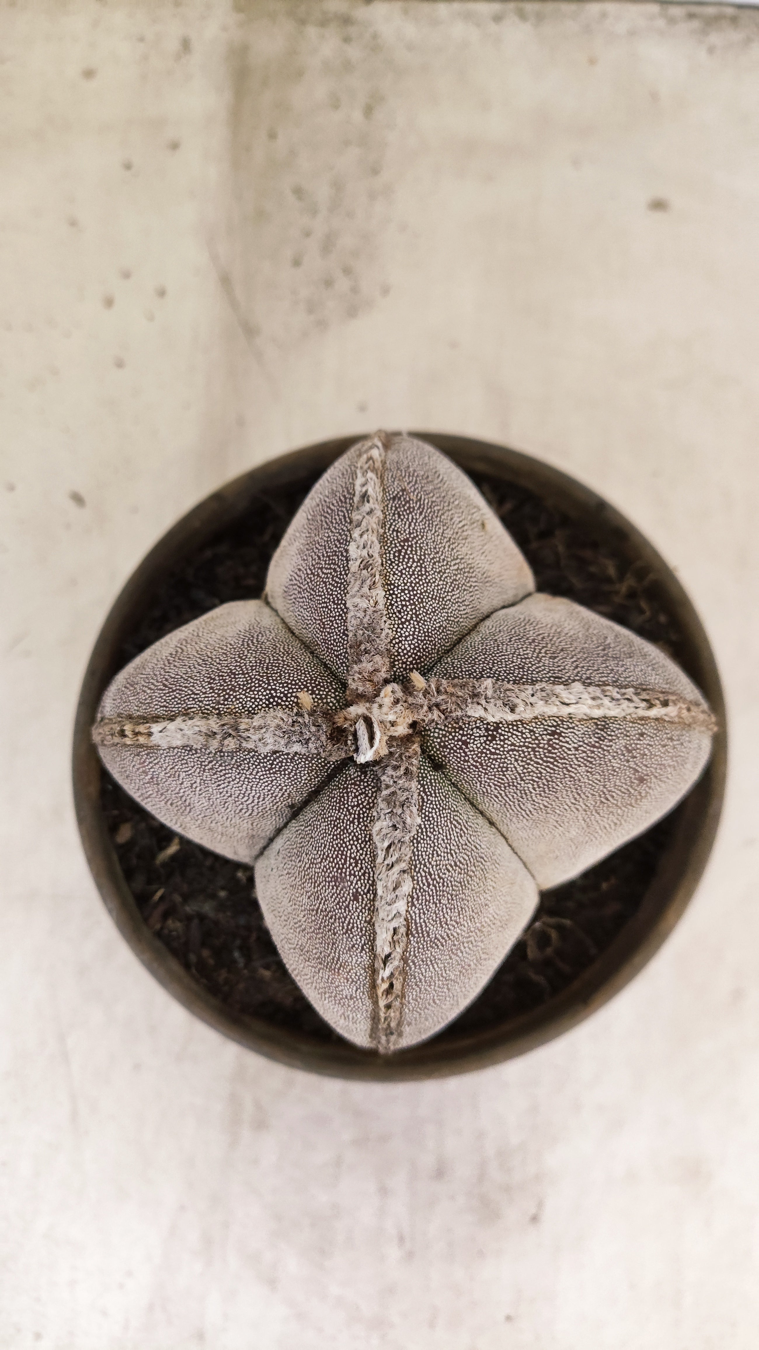 ASTROPHYTUM MYRIOSTIGMA "4 QUINAS" Nº 158 – vaso 15