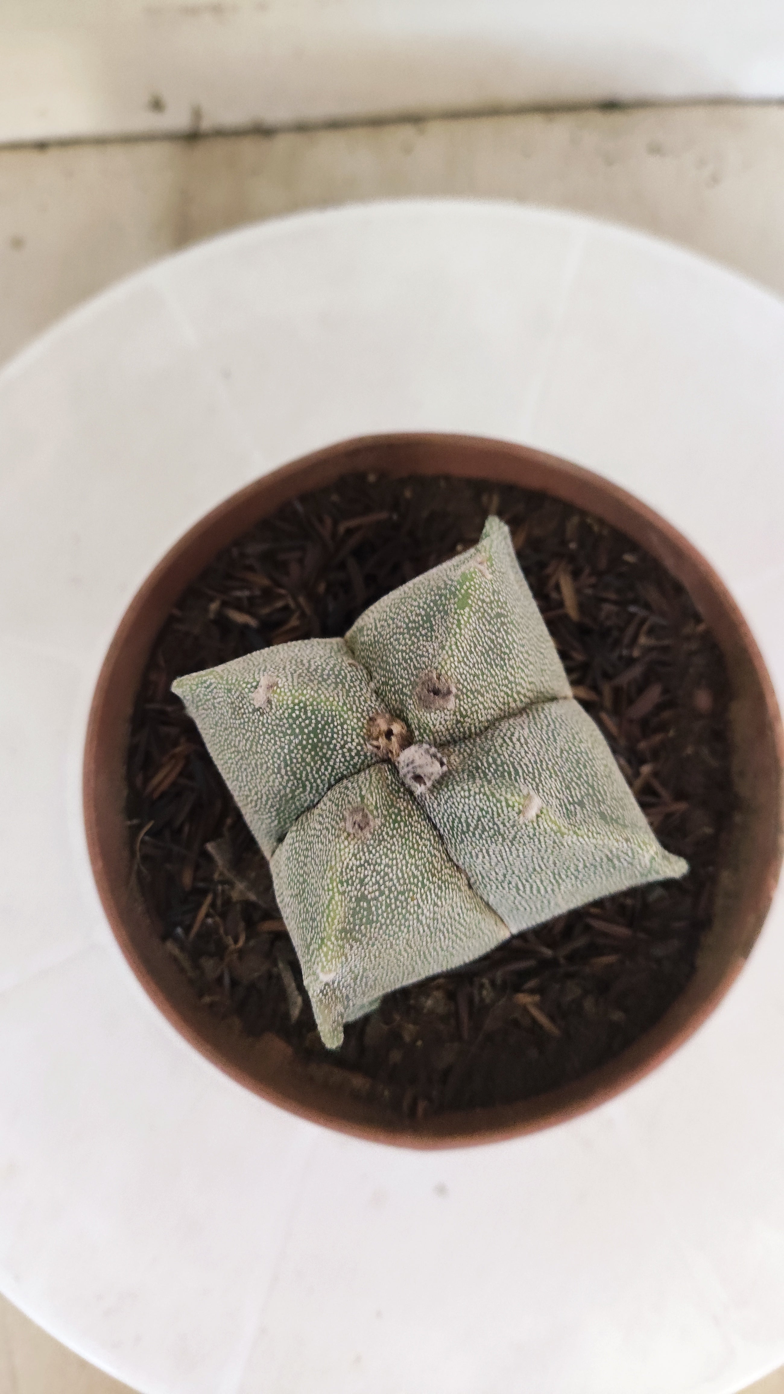 MATRIZ ASTROPHYTUM Myriostigma "4 QUINAS"  Nº 158 – vaso 11
