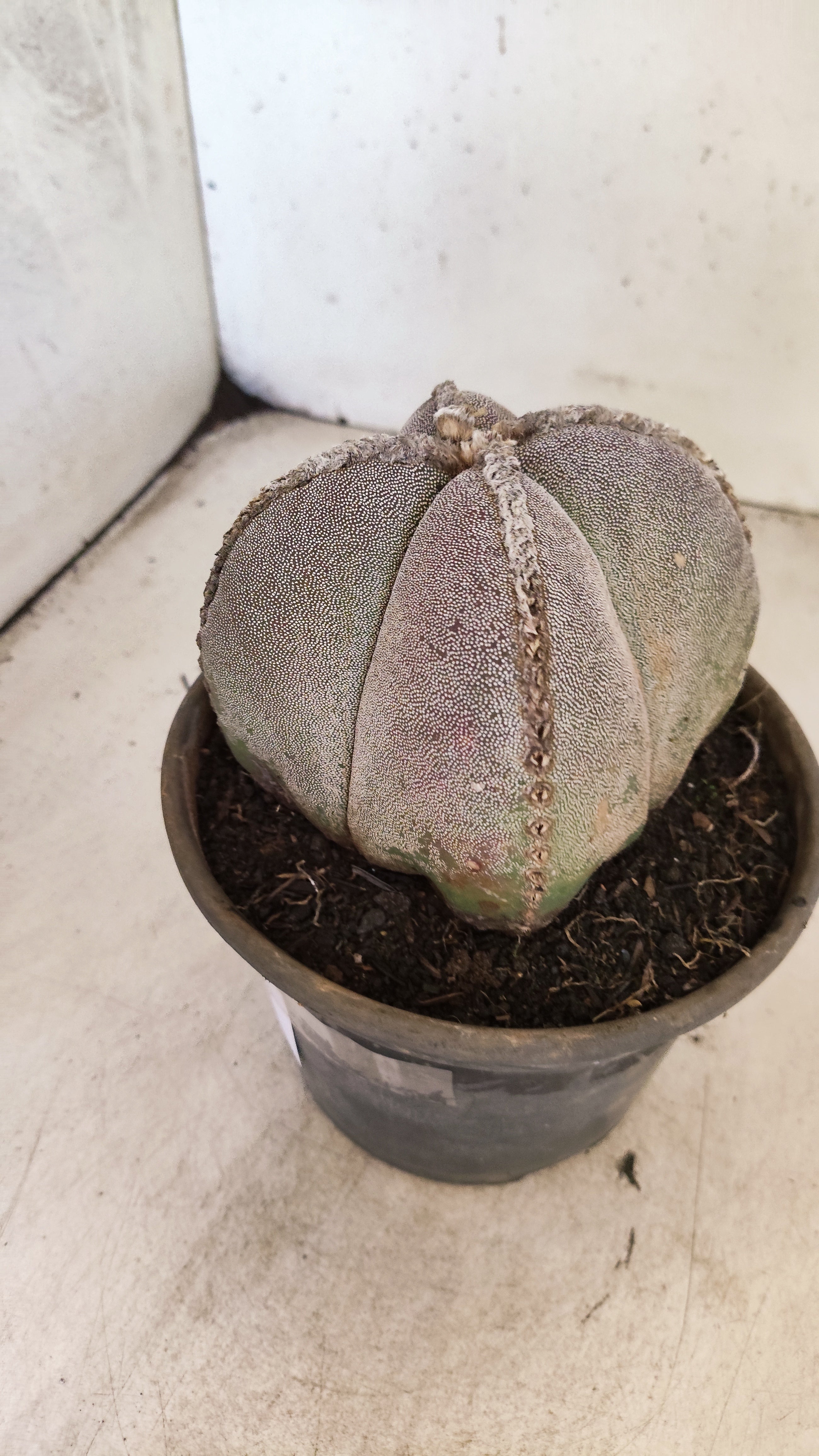 ASTROPHYTUM MYRIOSTIGMA "4 QUINAS" Nº 158 – vaso 15