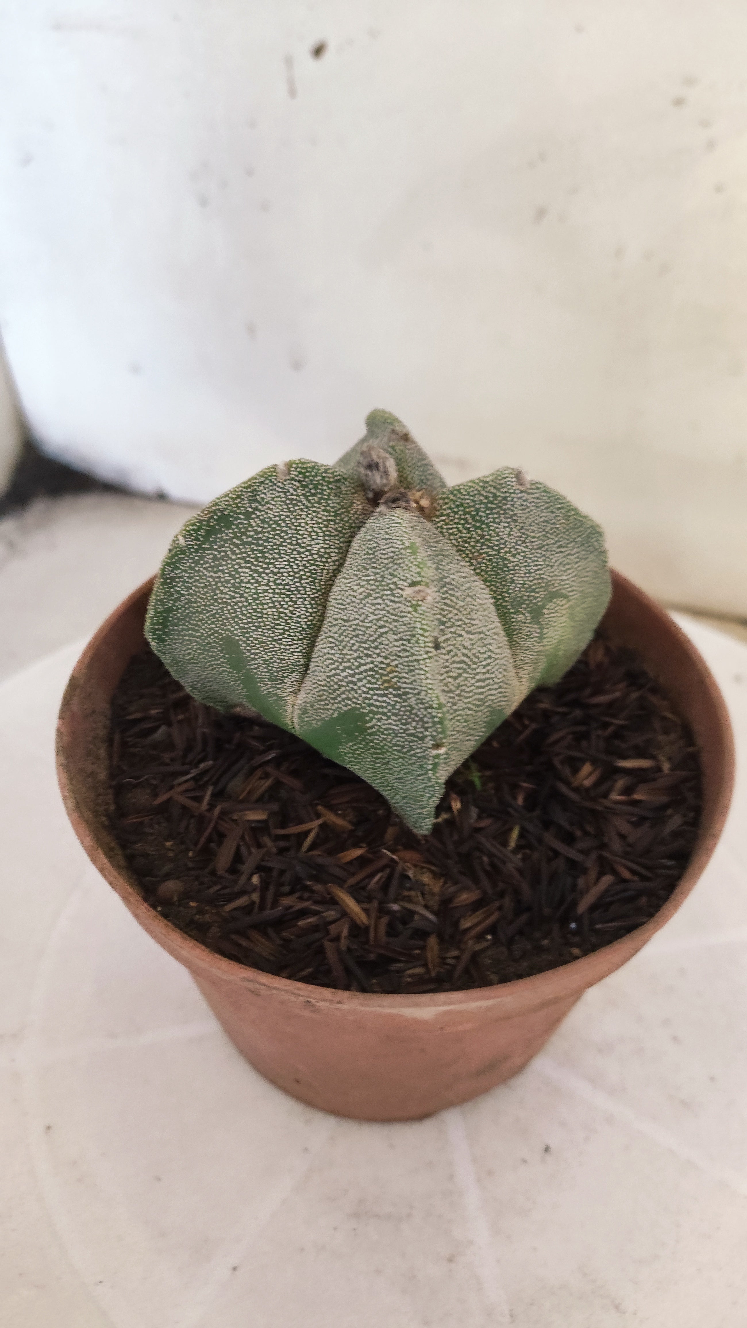 MATRIZ ASTROPHYTUM Myriostigma "4 QUINAS"  Nº 158 – vaso 11