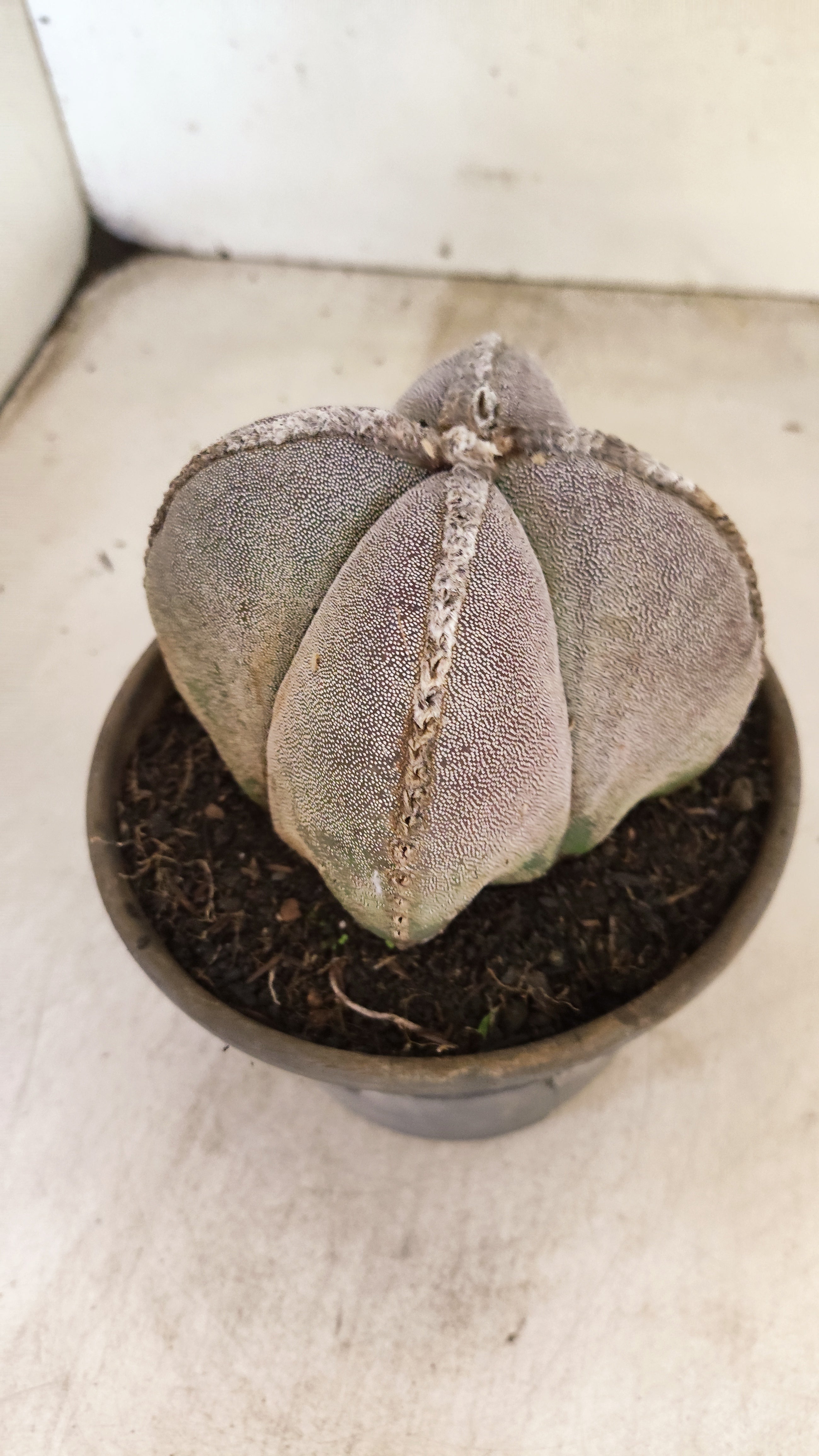 ASTROPHYTUM MYRIOSTIGMA "4 QUINAS" Nº 158 – vaso 15