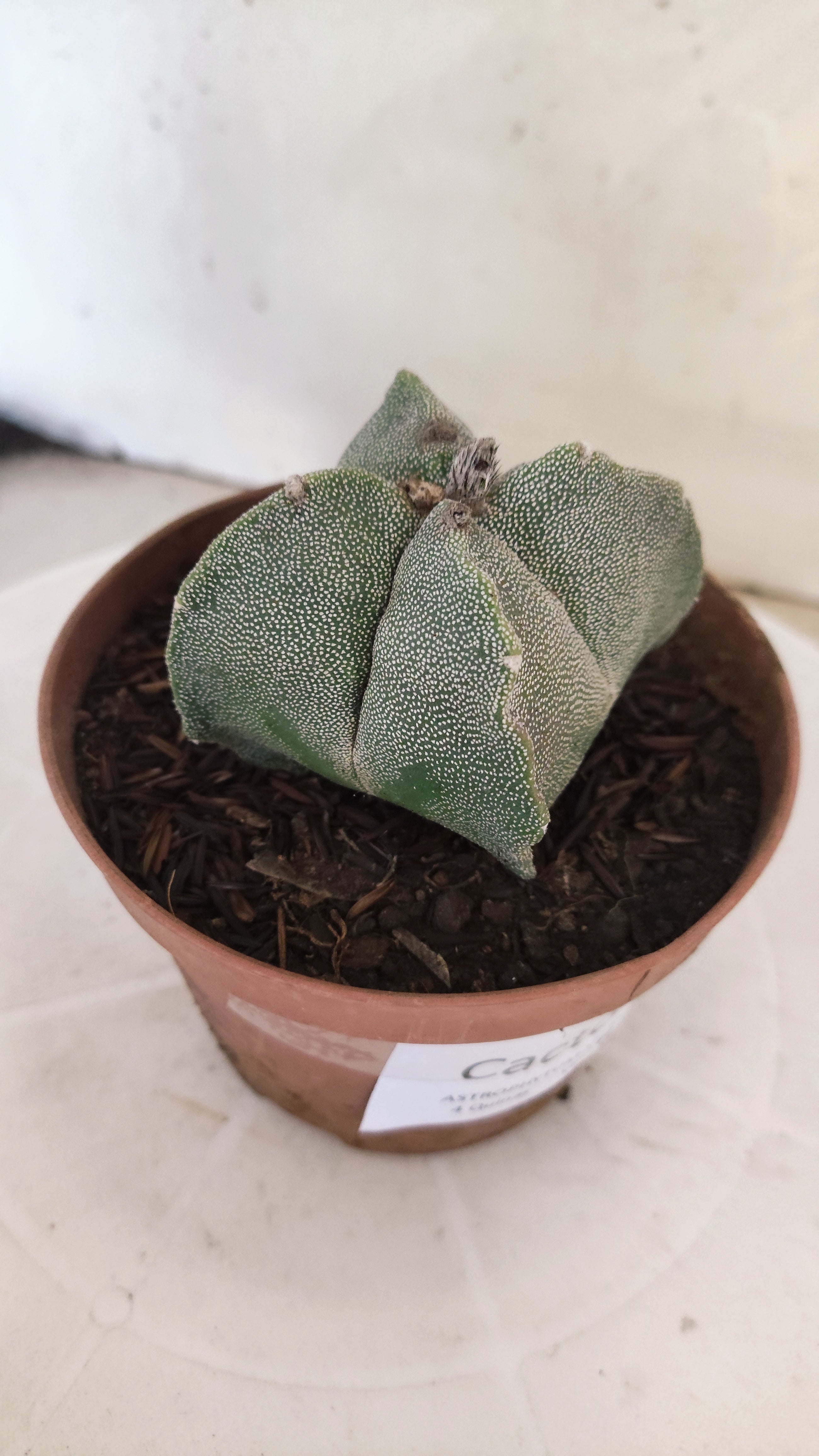 MATRIZ ASTROPHYTUM Myriostigma "4 QUINAS"  Nº 158 – vaso 11