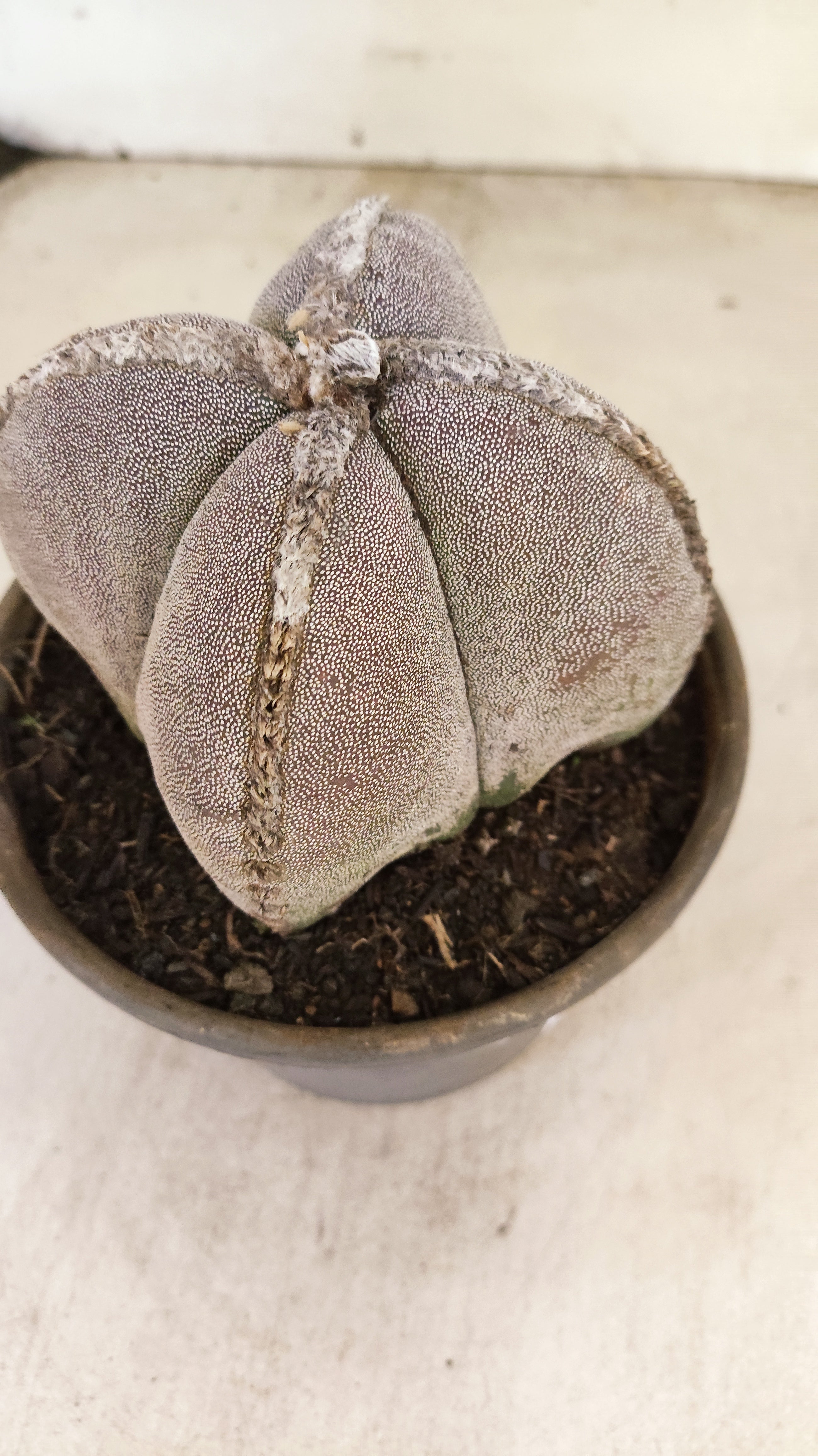 ASTROPHYTUM MYRIOSTIGMA "4 QUINAS" Nº 158 – vaso 15