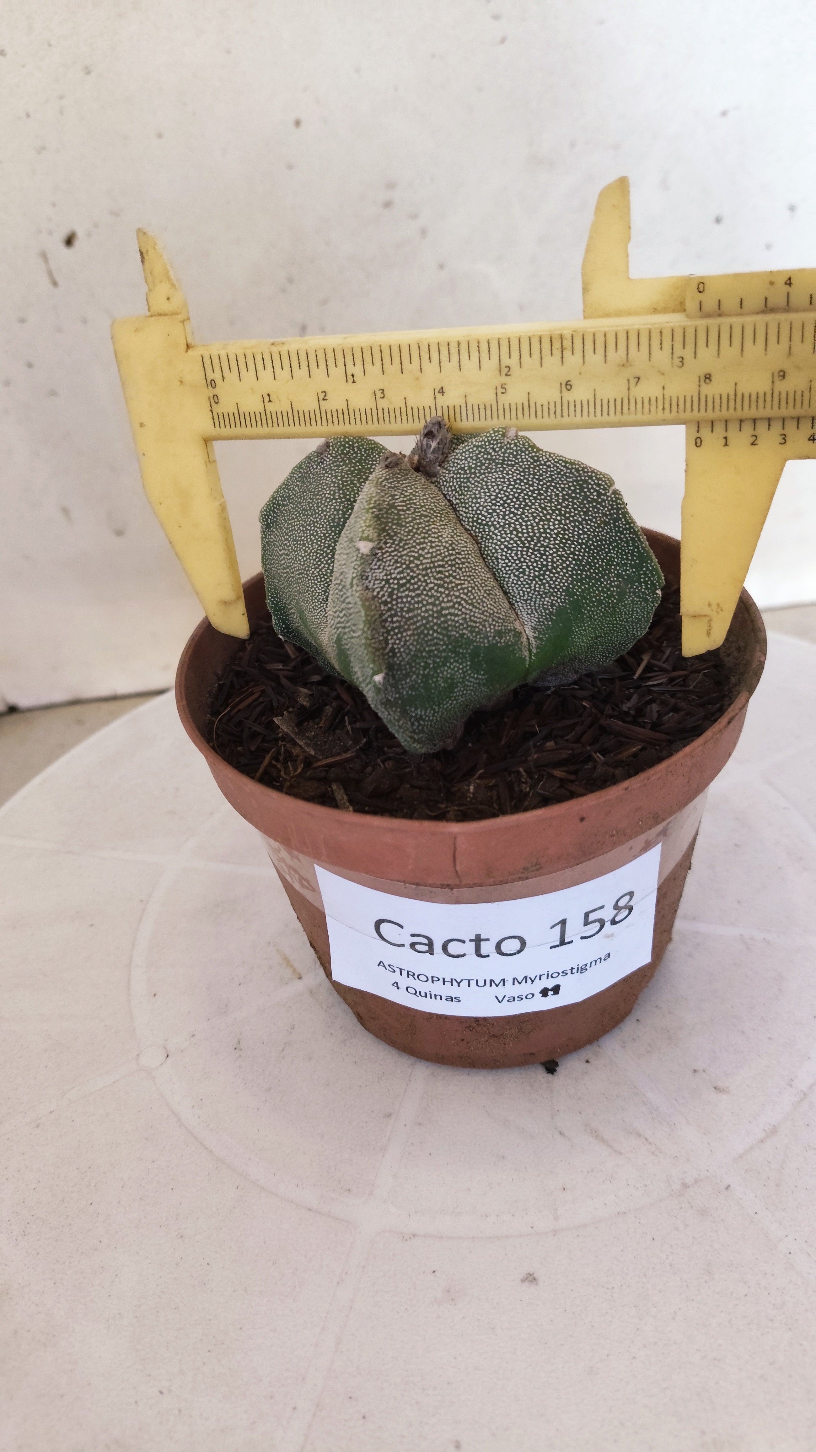 MATRIZ ASTROPHYTUM Myriostigma "4 QUINAS"  Nº 158 – vaso 11