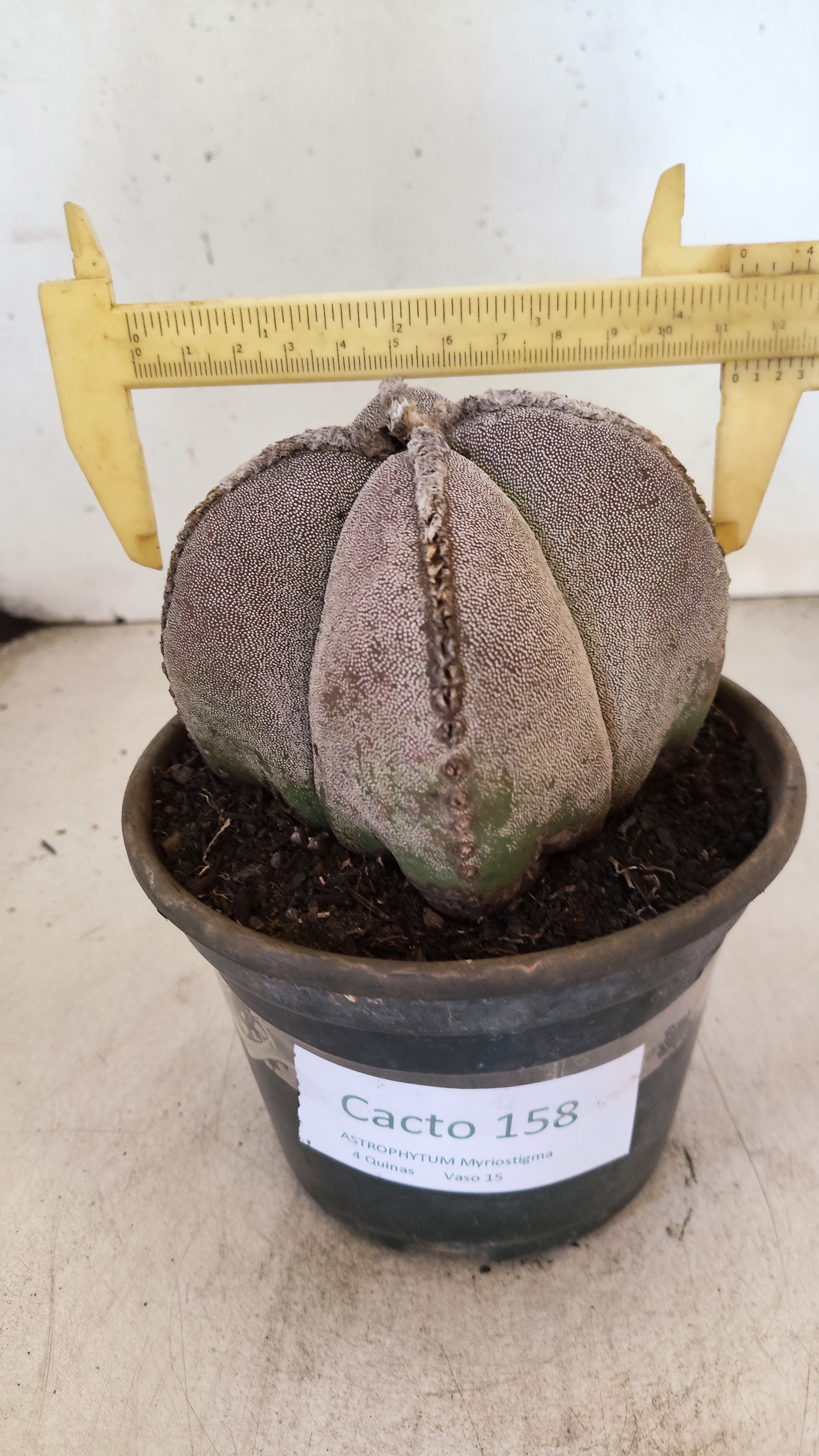 ASTROPHYTUM MYRIOSTIGMA "4 QUINAS" Nº 158 – vaso 15