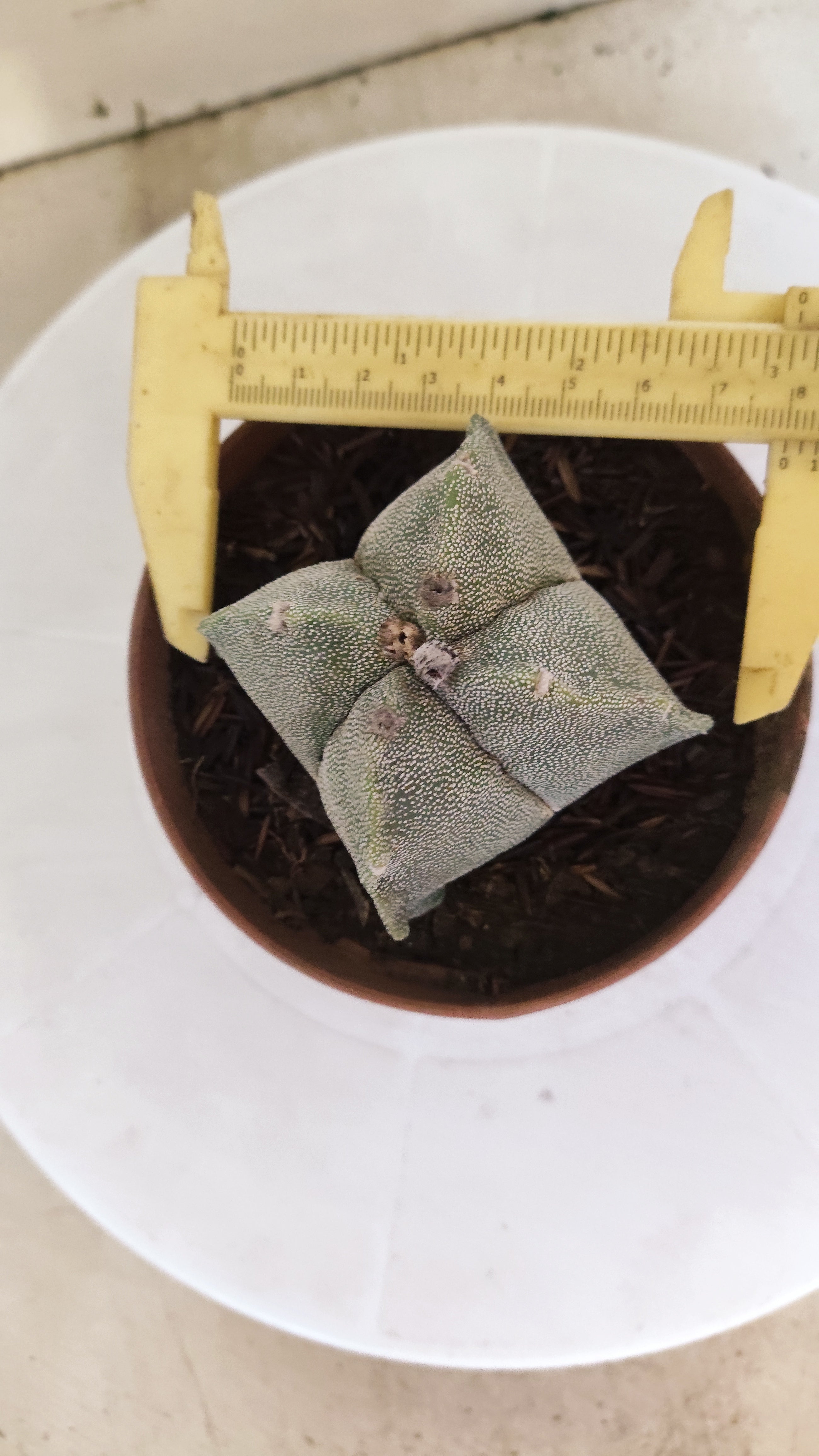 MATRIZ ASTROPHYTUM Myriostigma "4 QUINAS"  Nº 158 – vaso 11
