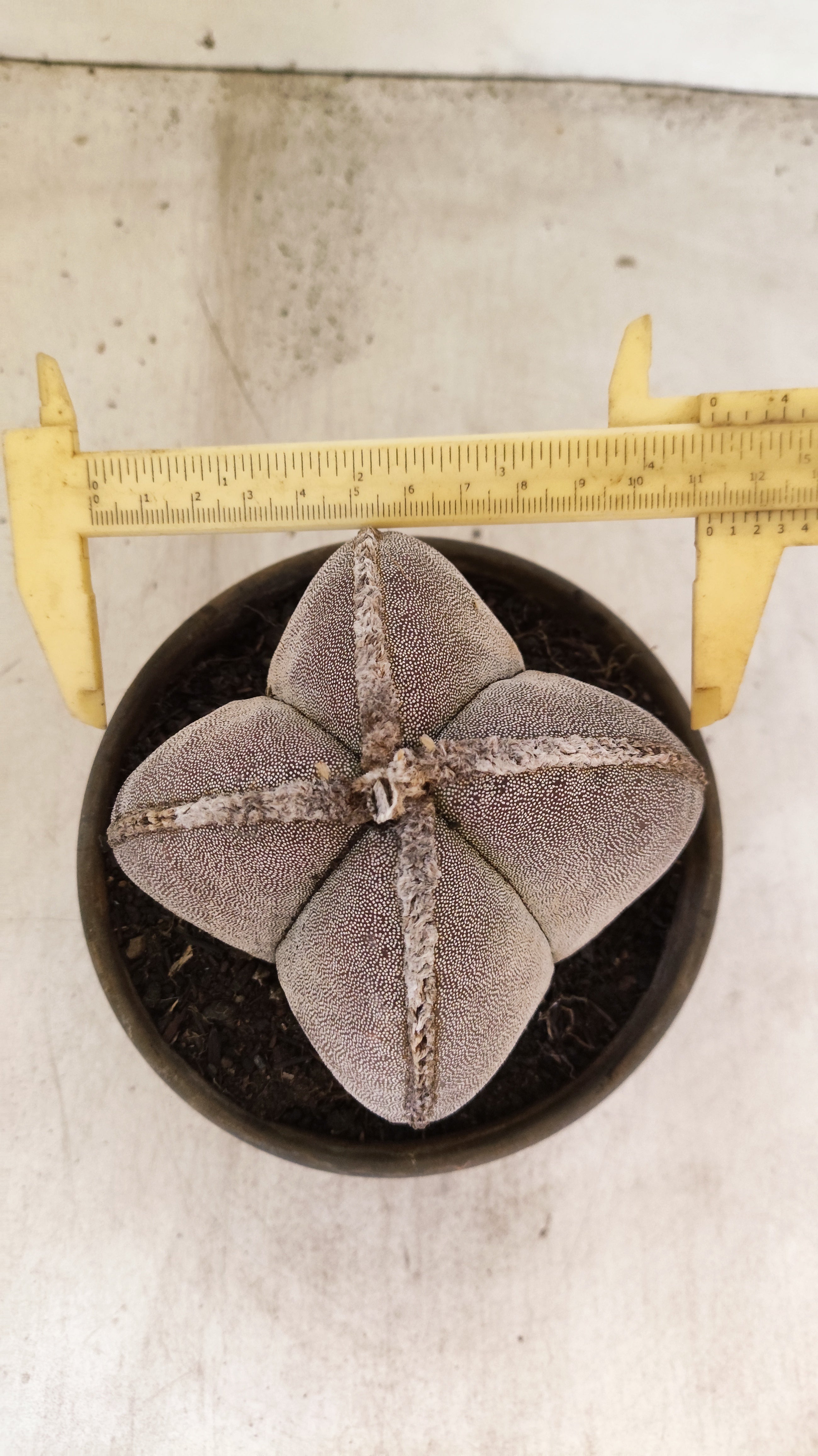 ASTROPHYTUM MYRIOSTIGMA "4 QUINAS" Nº 158 – vaso 15