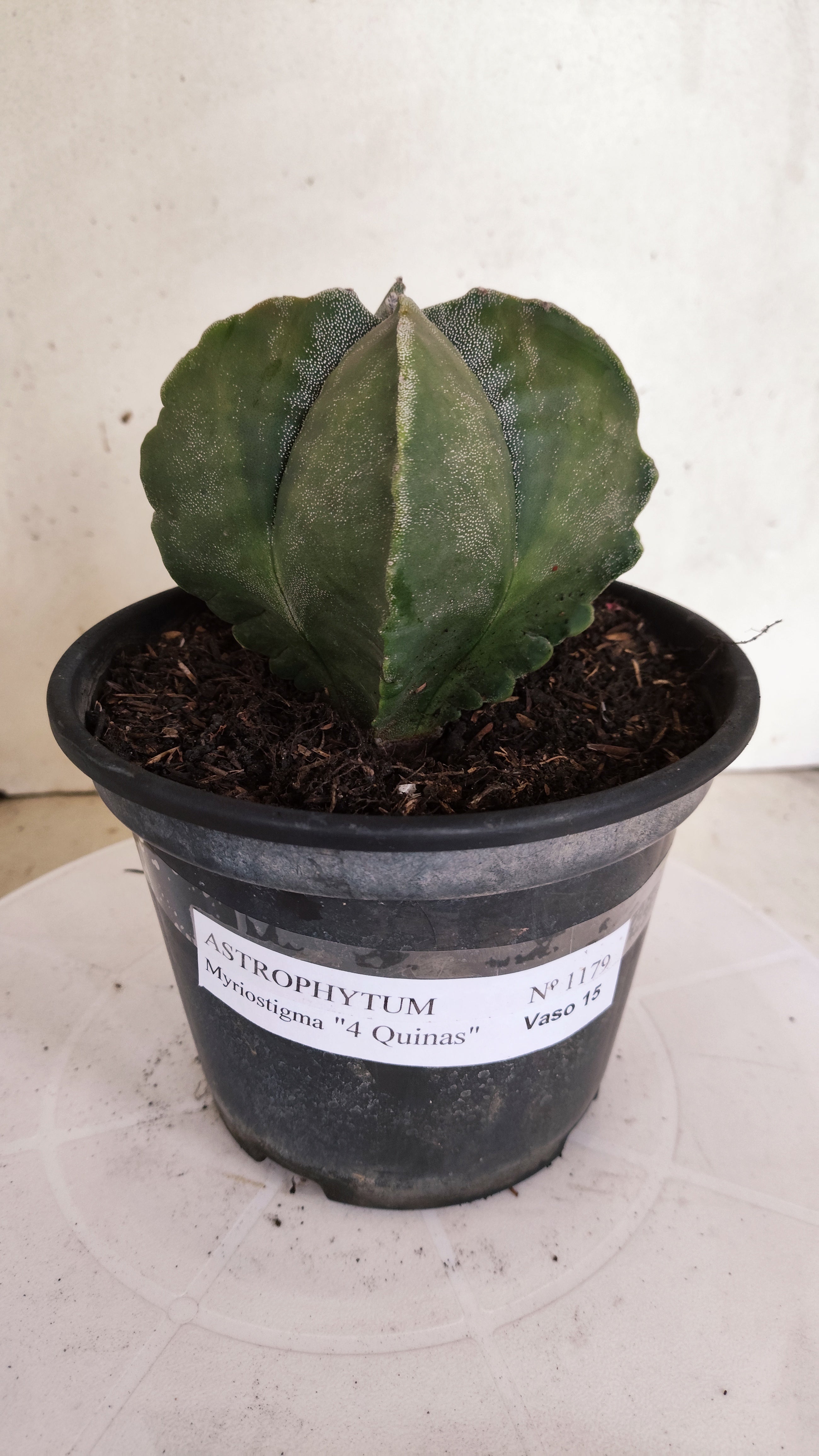 ASTROPHYTUM MYRIOSTIGMA "4 Quinas"  Nº 1179 – vaso 15