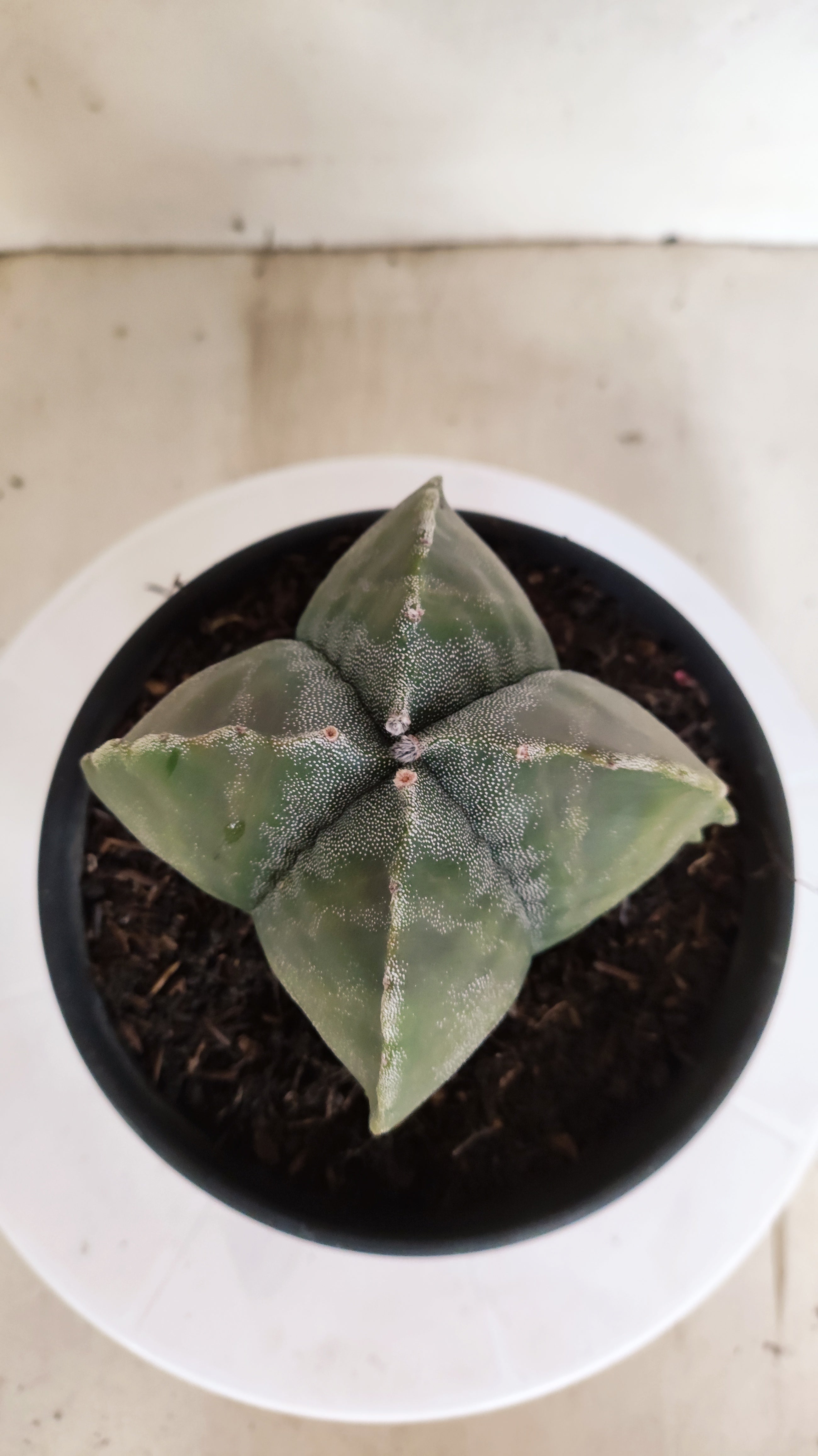 ASTROPHYTUM MYRIOSTIGMA "4 Quinas"  Nº 1179 – vaso 15