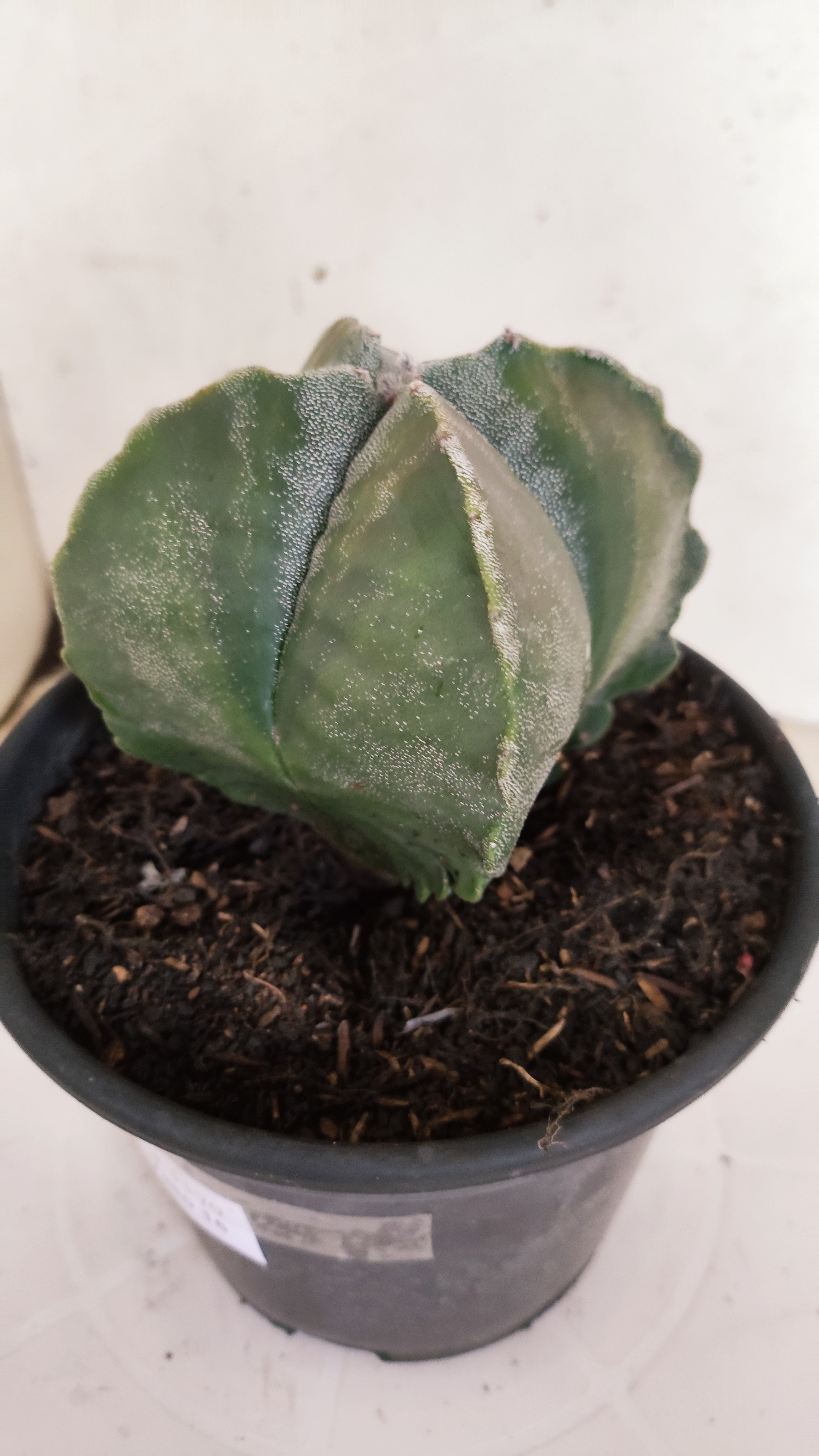 ASTROPHYTUM MYRIOSTIGMA "4 Quinas"  Nº 1179 – vaso 15