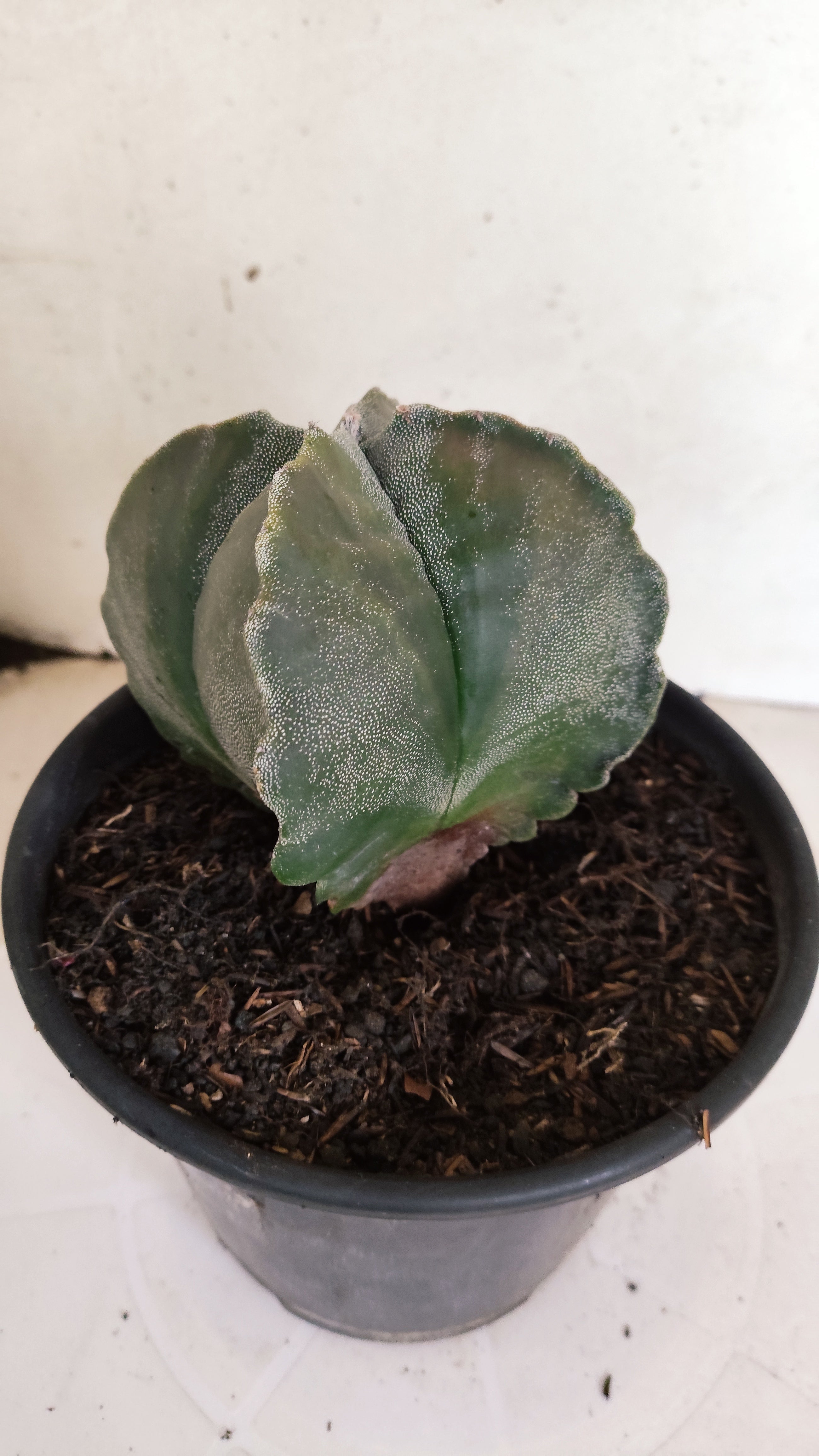 ASTROPHYTUM MYRIOSTIGMA "4 Quinas"  Nº 1179 – vaso 15