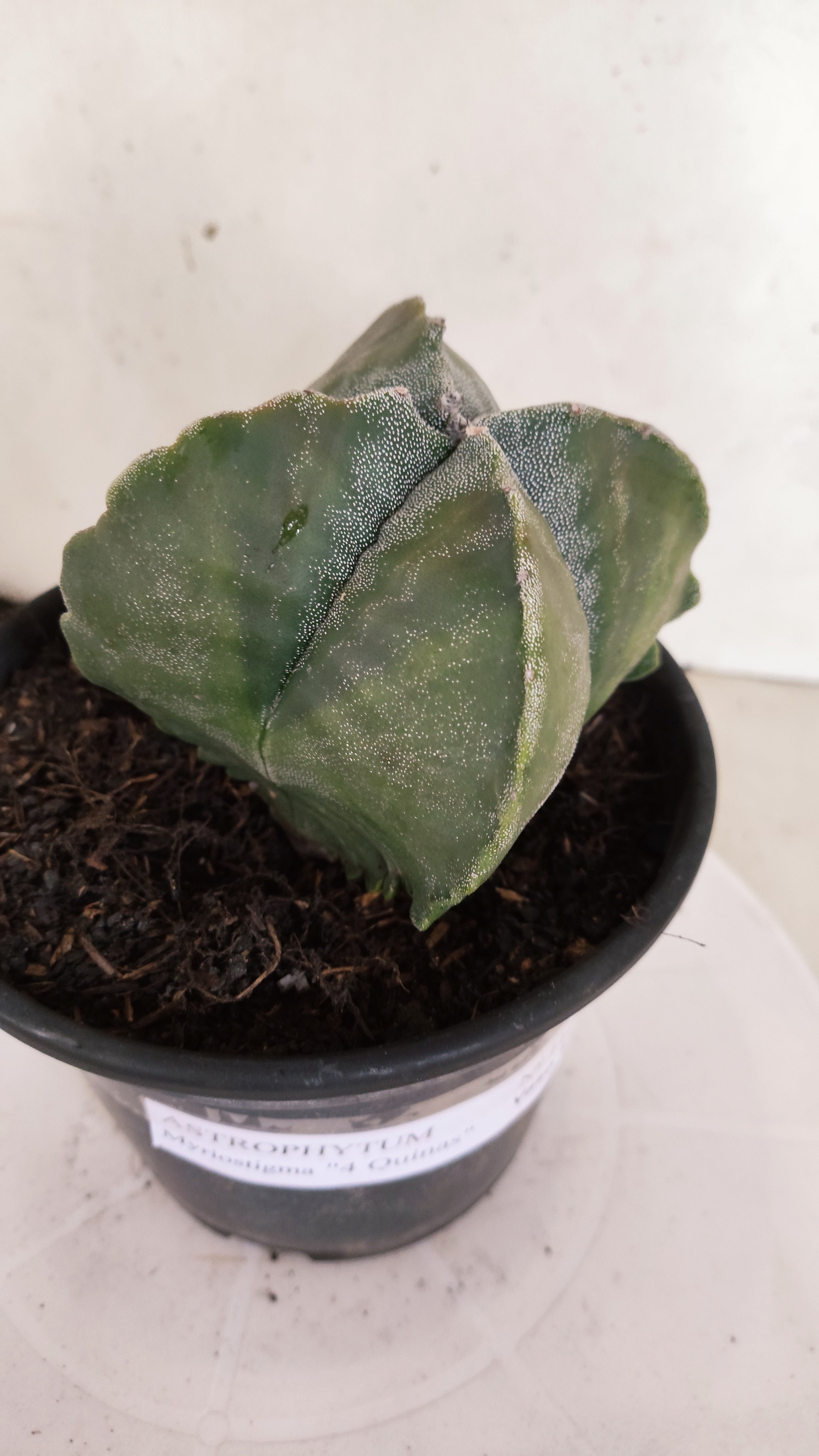 ASTROPHYTUM MYRIOSTIGMA "4 Quinas"  Nº 1179 – vaso 15