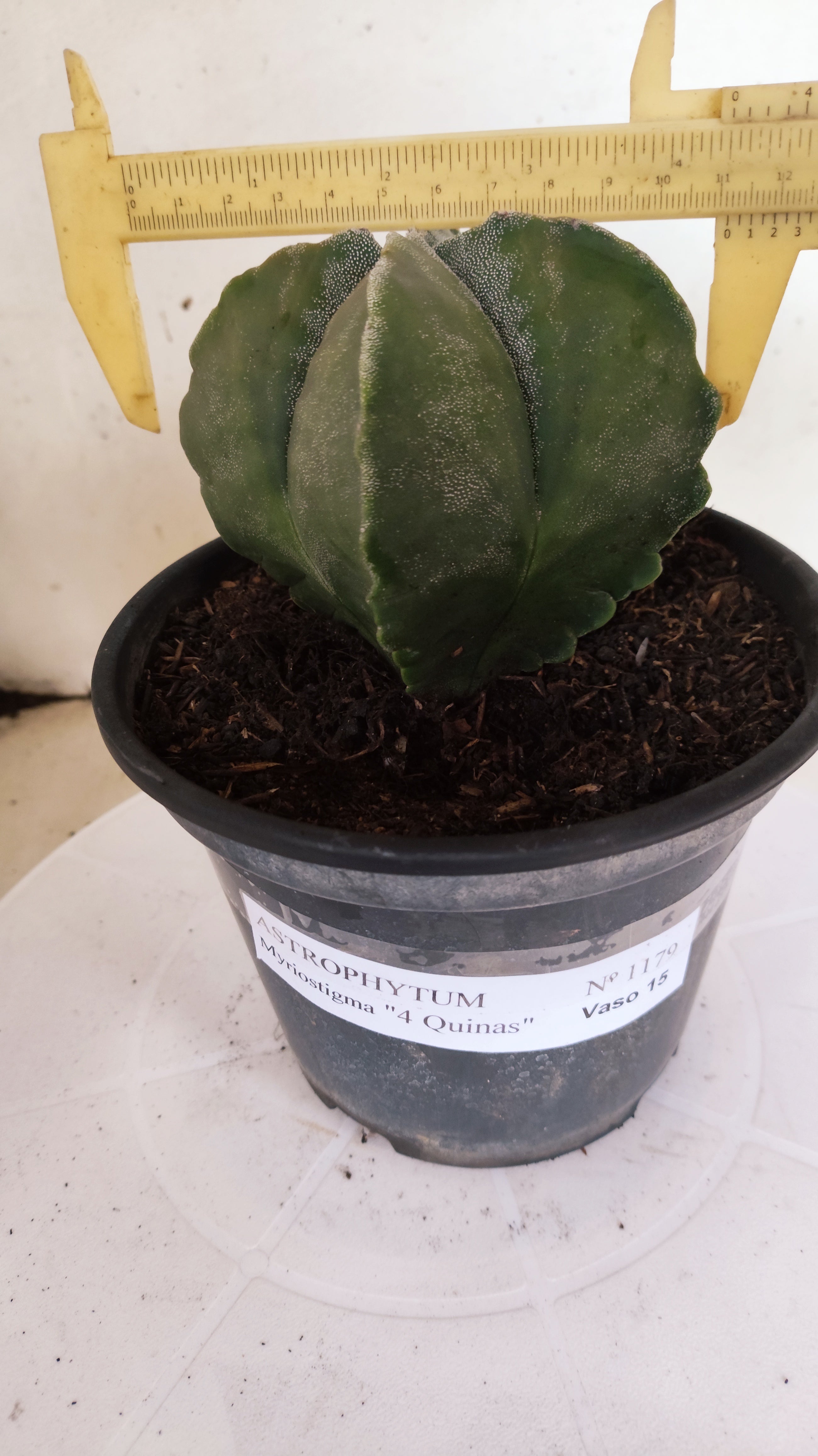 ASTROPHYTUM MYRIOSTIGMA "4 Quinas"  Nº 1179 – vaso 15