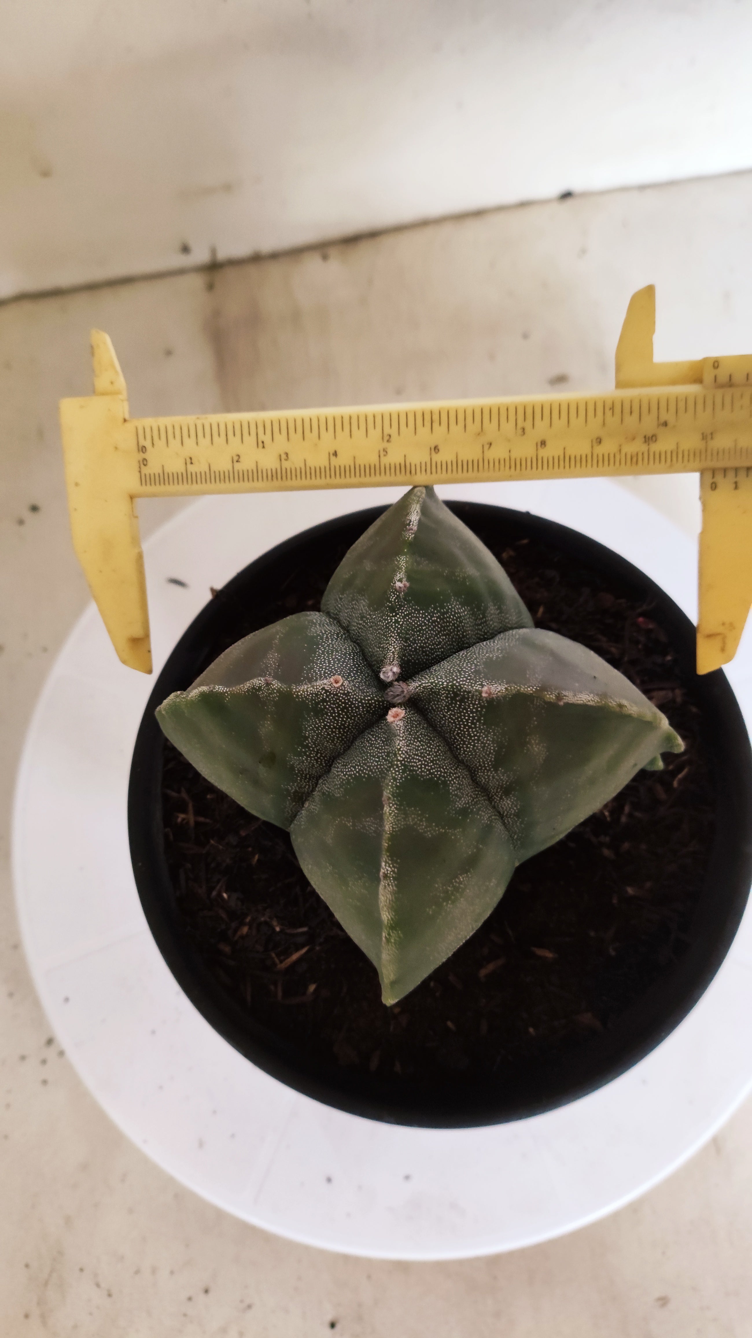 ASTROPHYTUM MYRIOSTIGMA "4 Quinas"  Nº 1179 – vaso 15