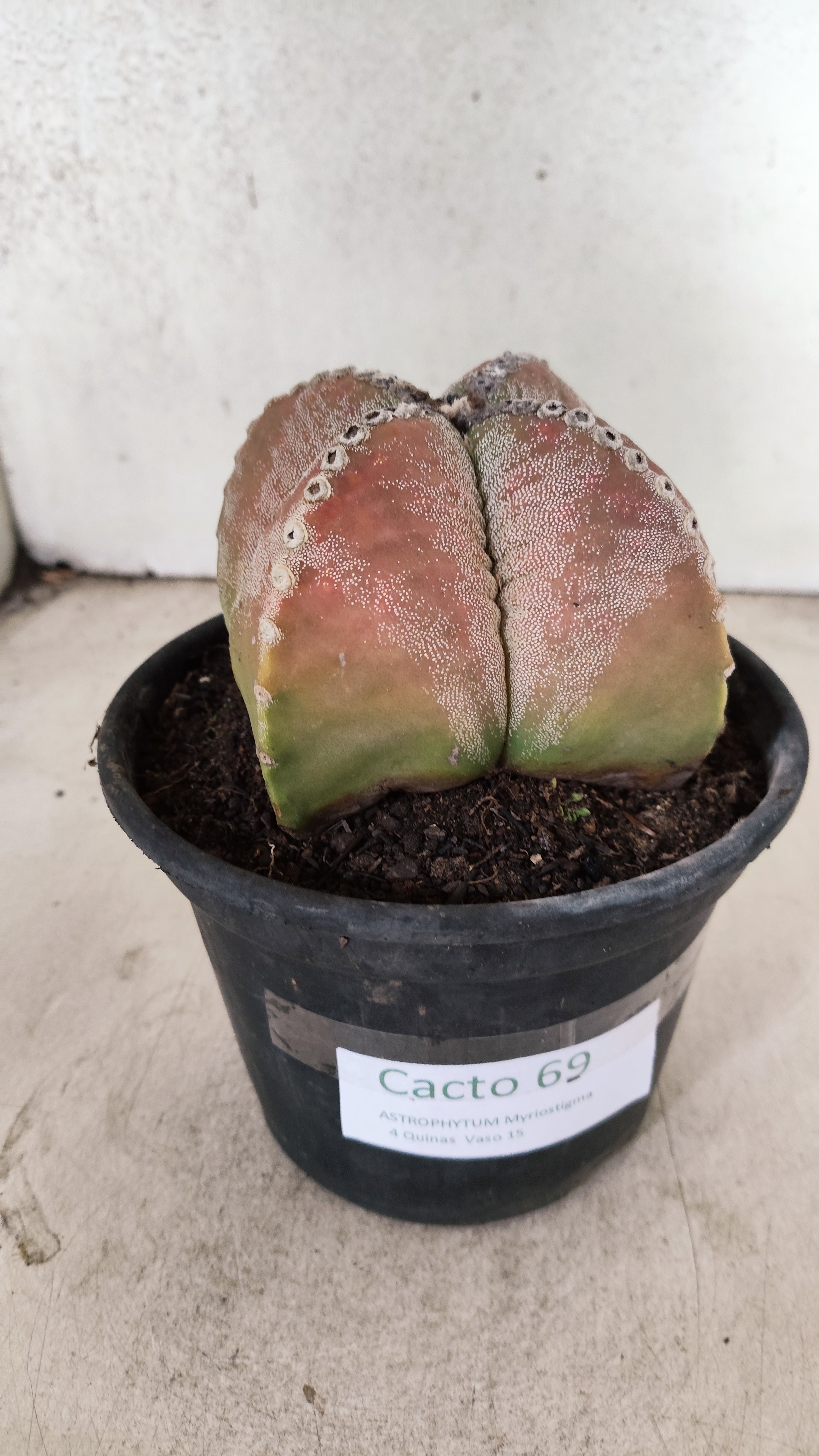 ASTROPHYTUM MYRIOSTIGMA "4 Quinas"  Nº 69 – vaso 15