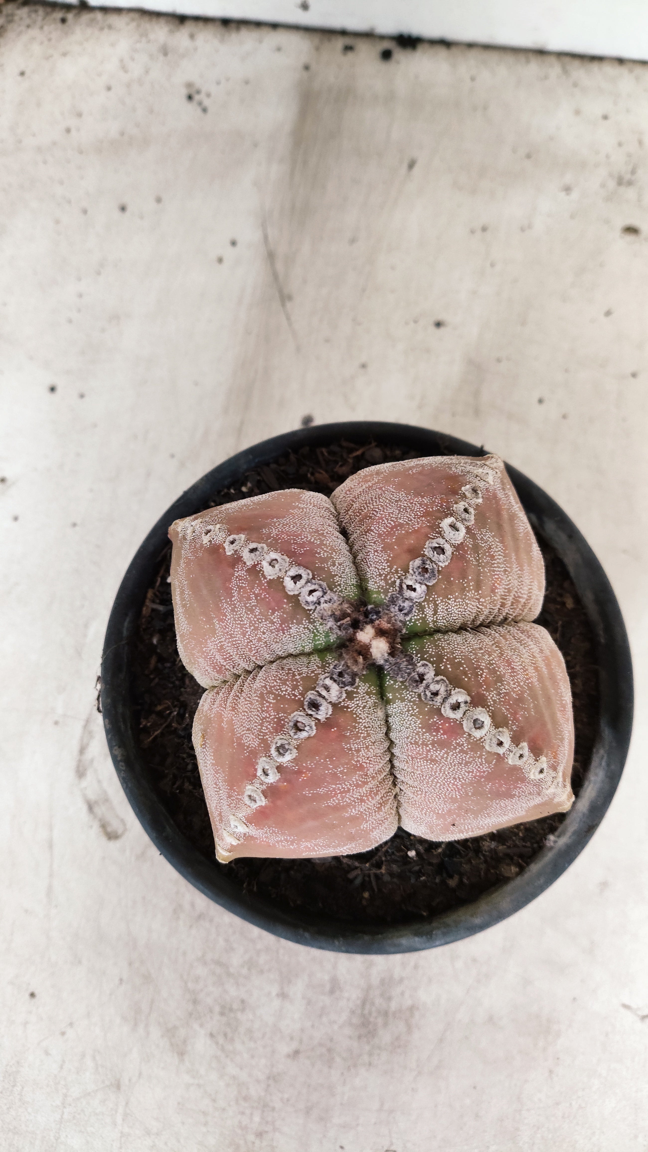 ASTROPHYTUM MYRIOSTIGMA "4 Quinas"  Nº 69 – vaso 15