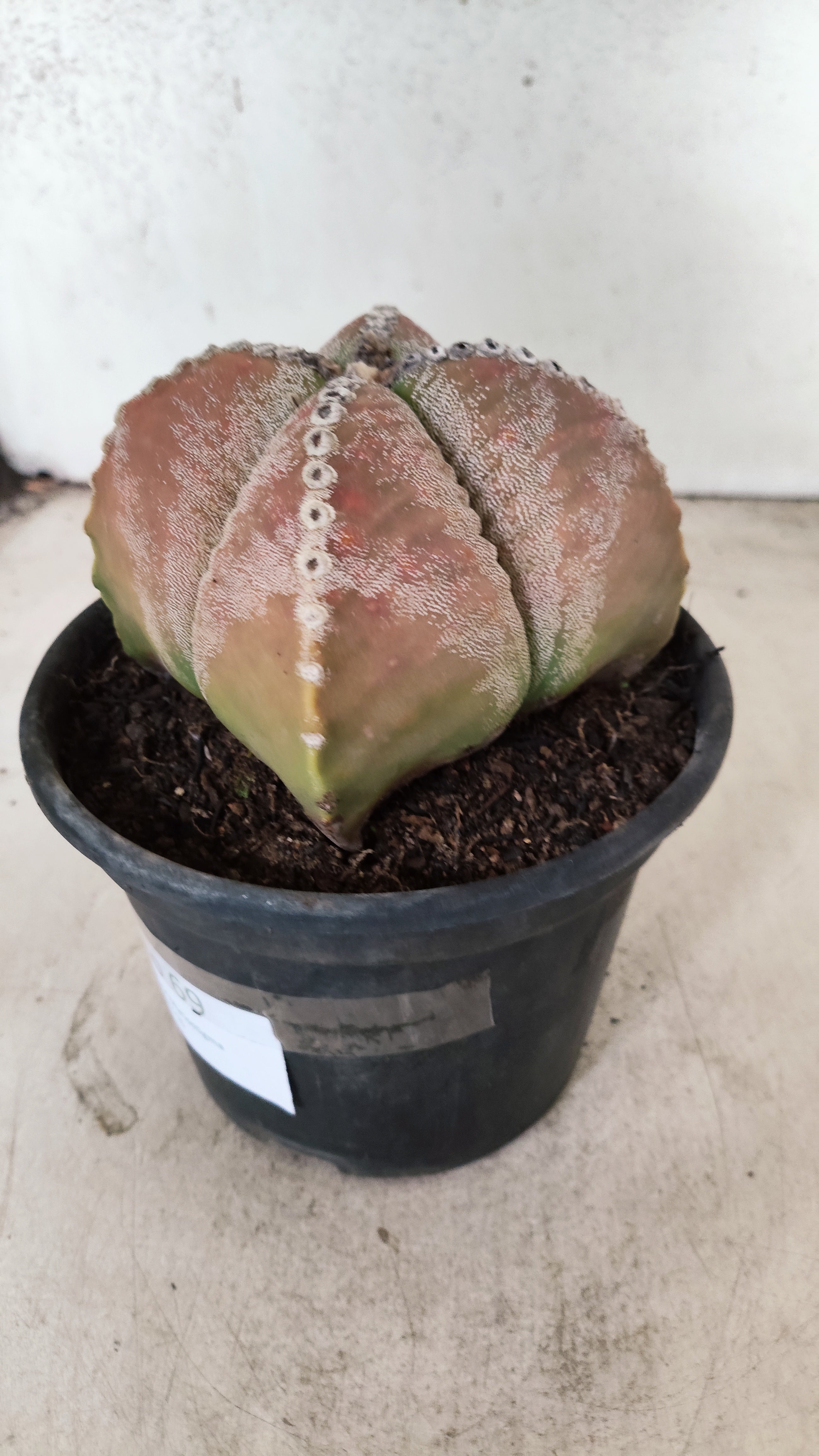 ASTROPHYTUM MYRIOSTIGMA "4 Quinas"  Nº 69 – vaso 15
