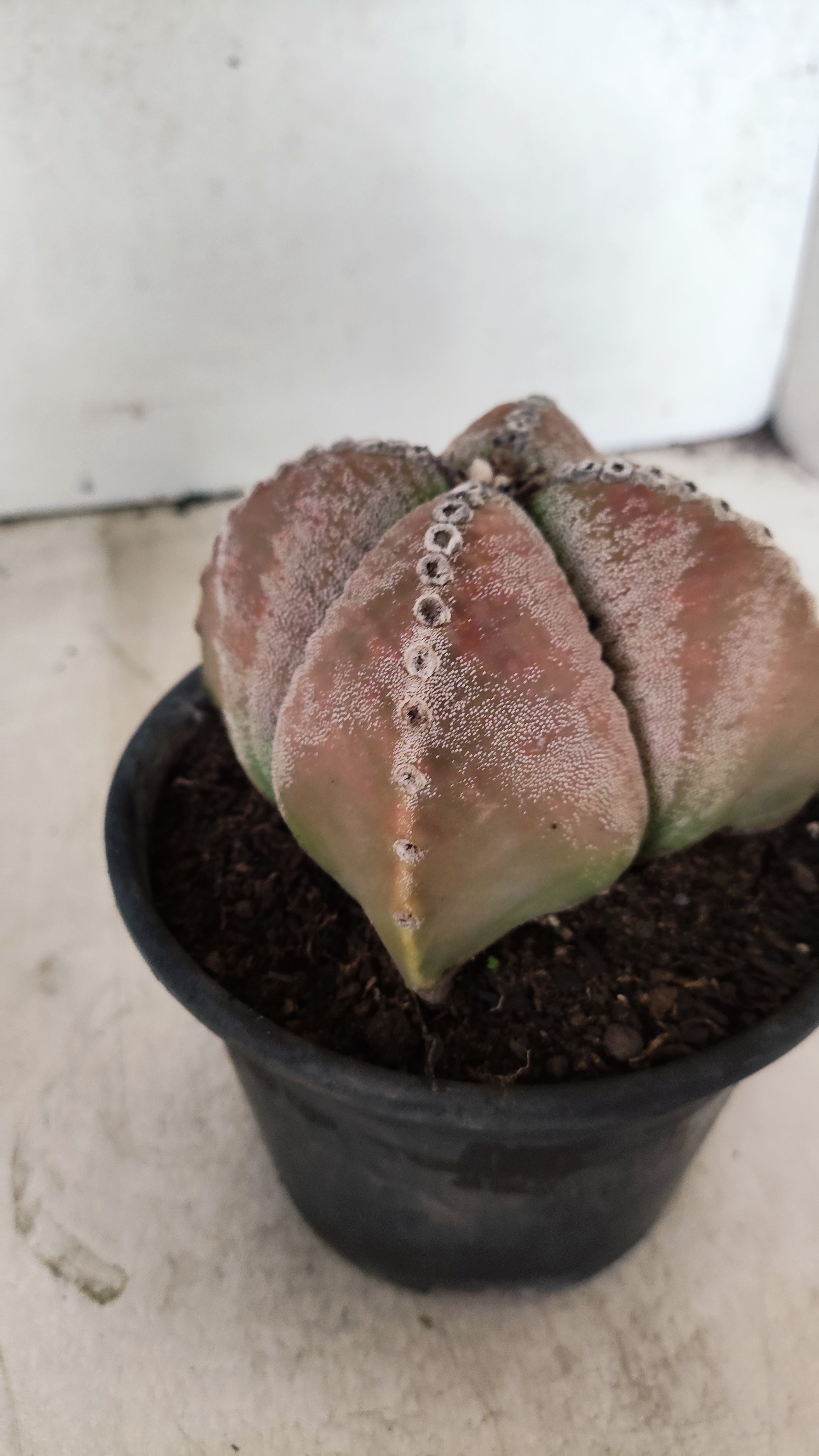 ASTROPHYTUM MYRIOSTIGMA "4 Quinas"  Nº 69 – vaso 15