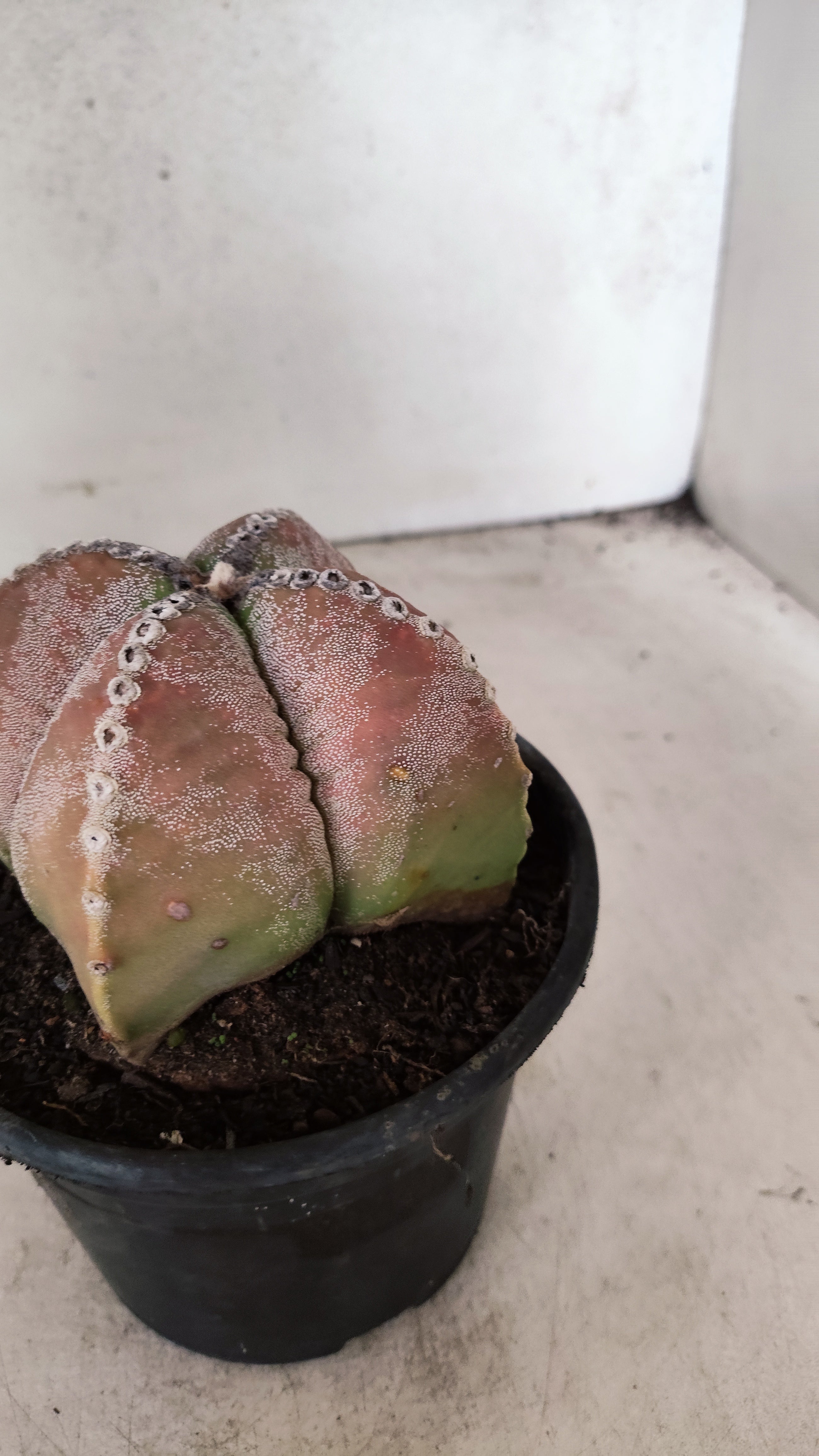 ASTROPHYTUM MYRIOSTIGMA "4 Quinas"  Nº 69 – vaso 15