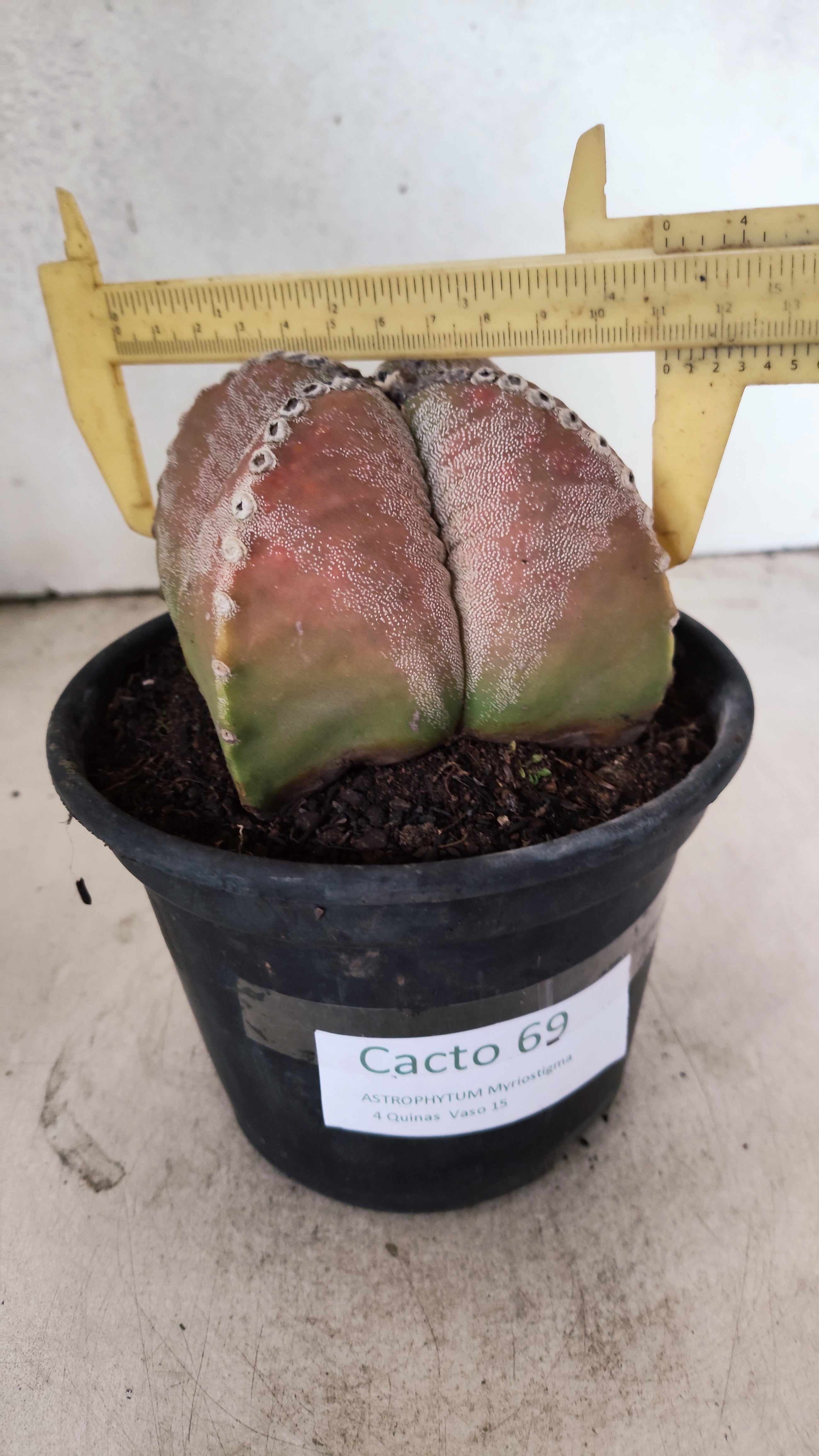ASTROPHYTUM MYRIOSTIGMA "4 Quinas"  Nº 69 – vaso 15