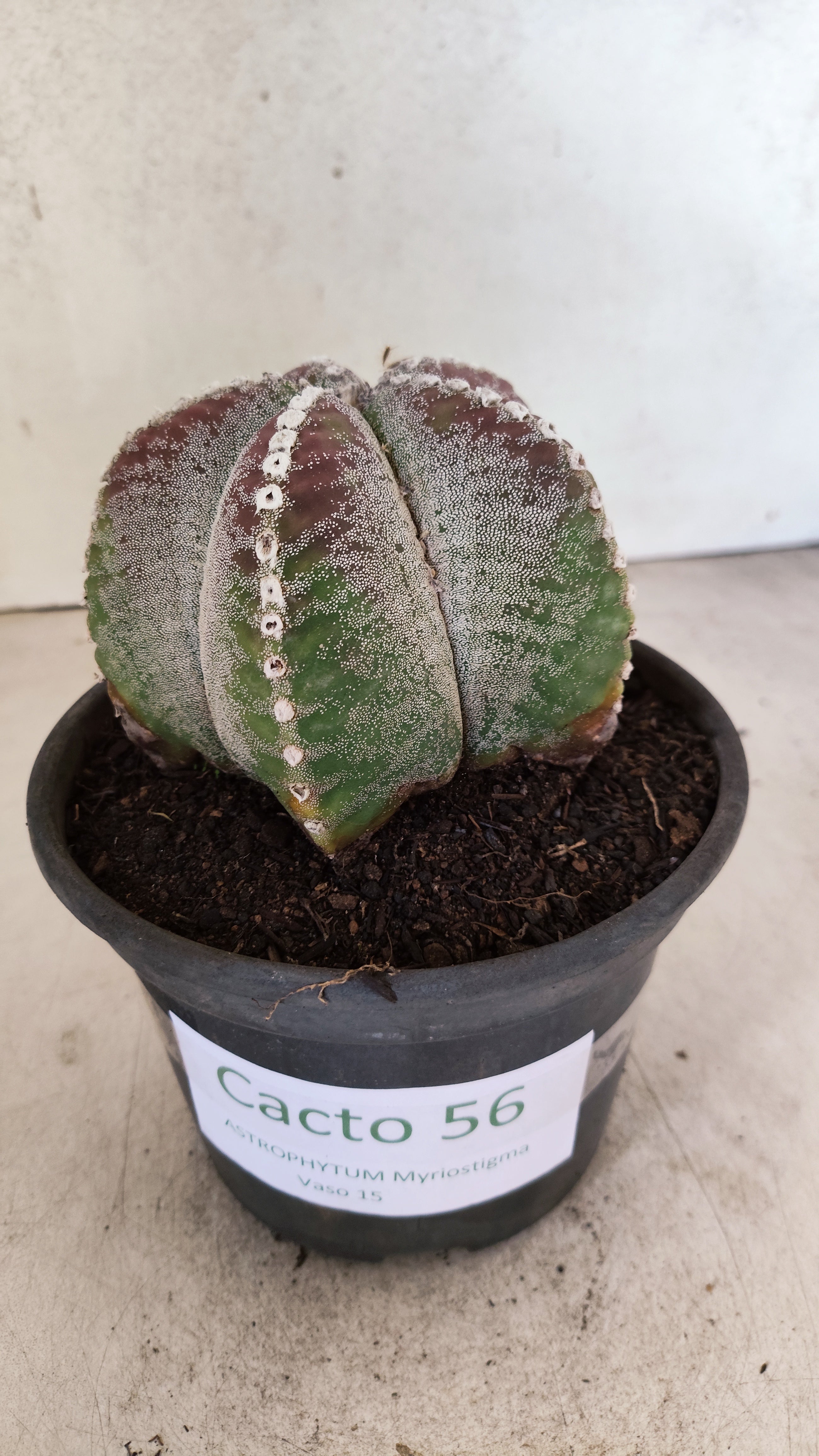 MATRIZ ASTROPHYTUM Myriostigma  Nº 56 – vaso 15