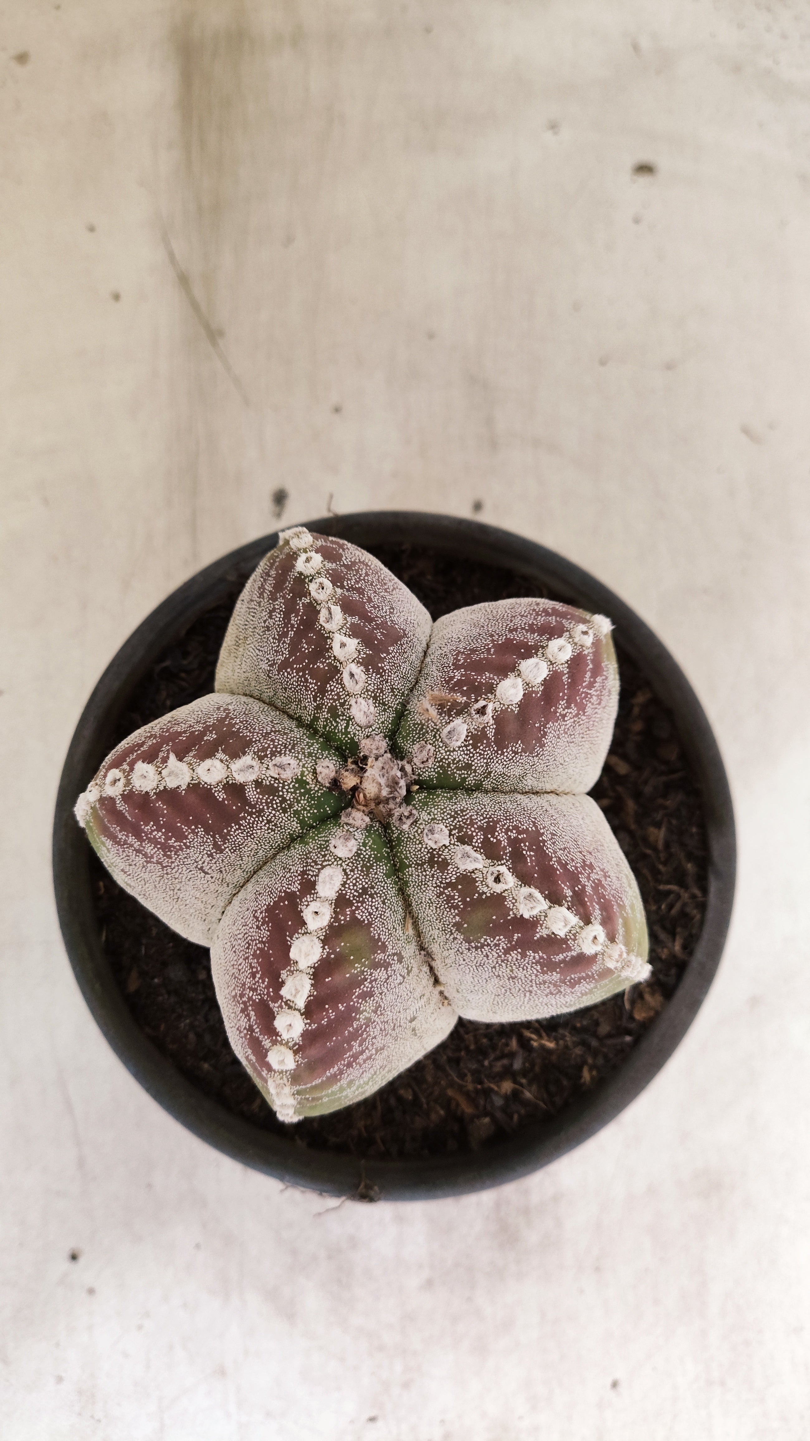 MATRIZ ASTROPHYTUM Myriostigma  Nº 56 – vaso 15
